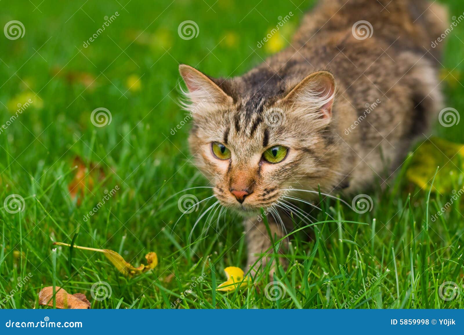 Cat is hunting stock photo. Image of playing, colorful 5859998
