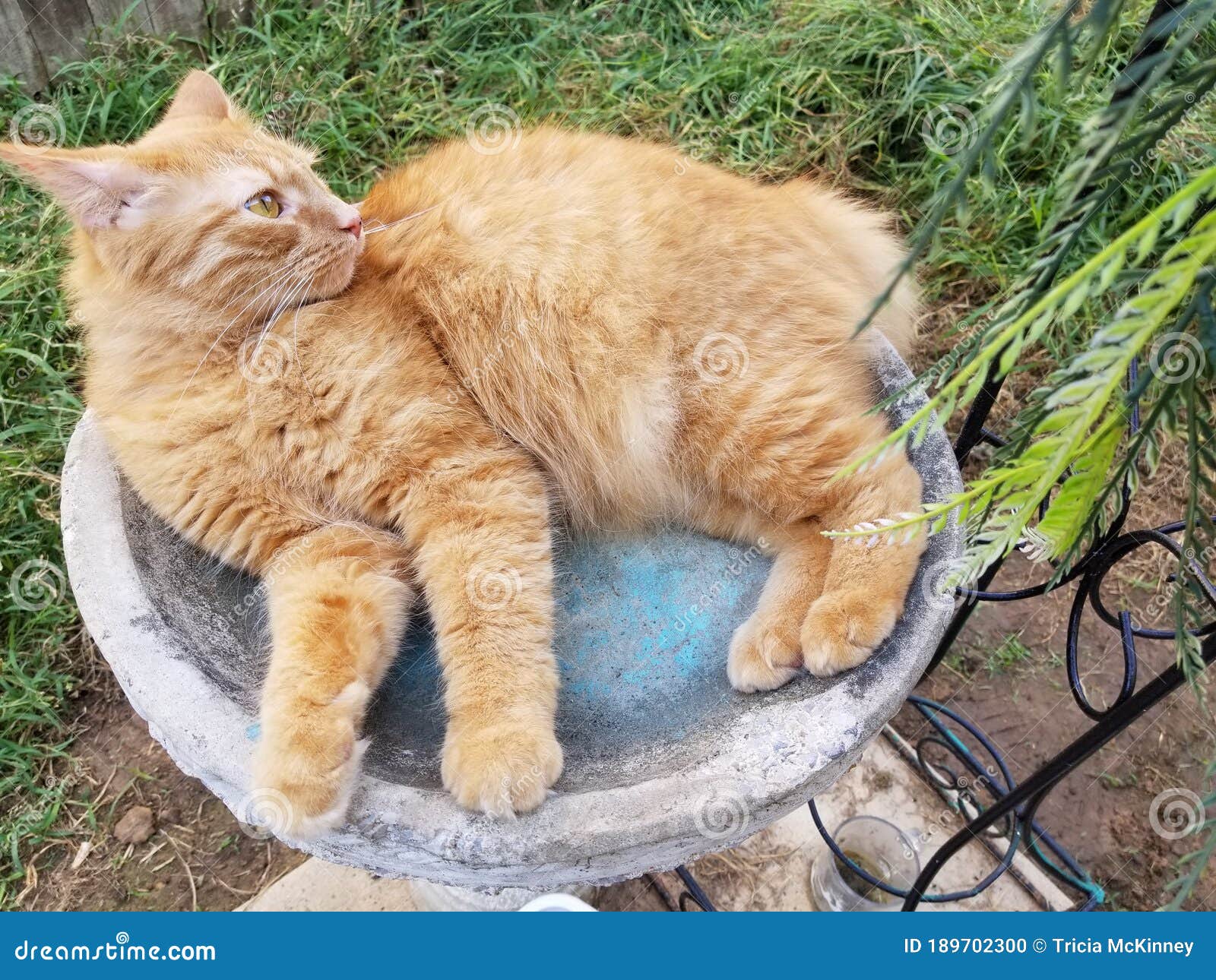 Cat hunting the birds stock photo. Image of hunting 189702300