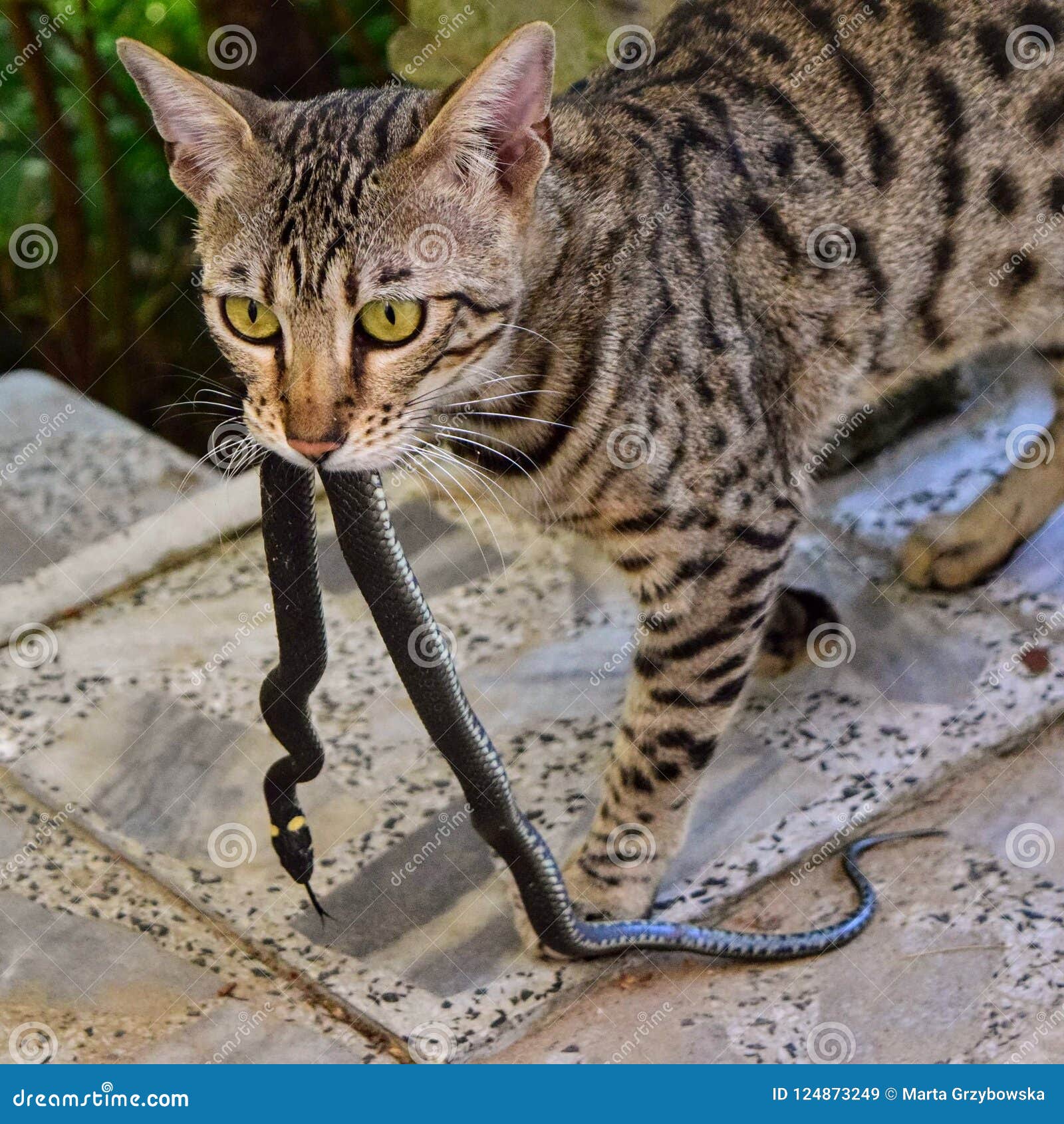 Cat hunting stock image. Image of savannah, hunting 124873249