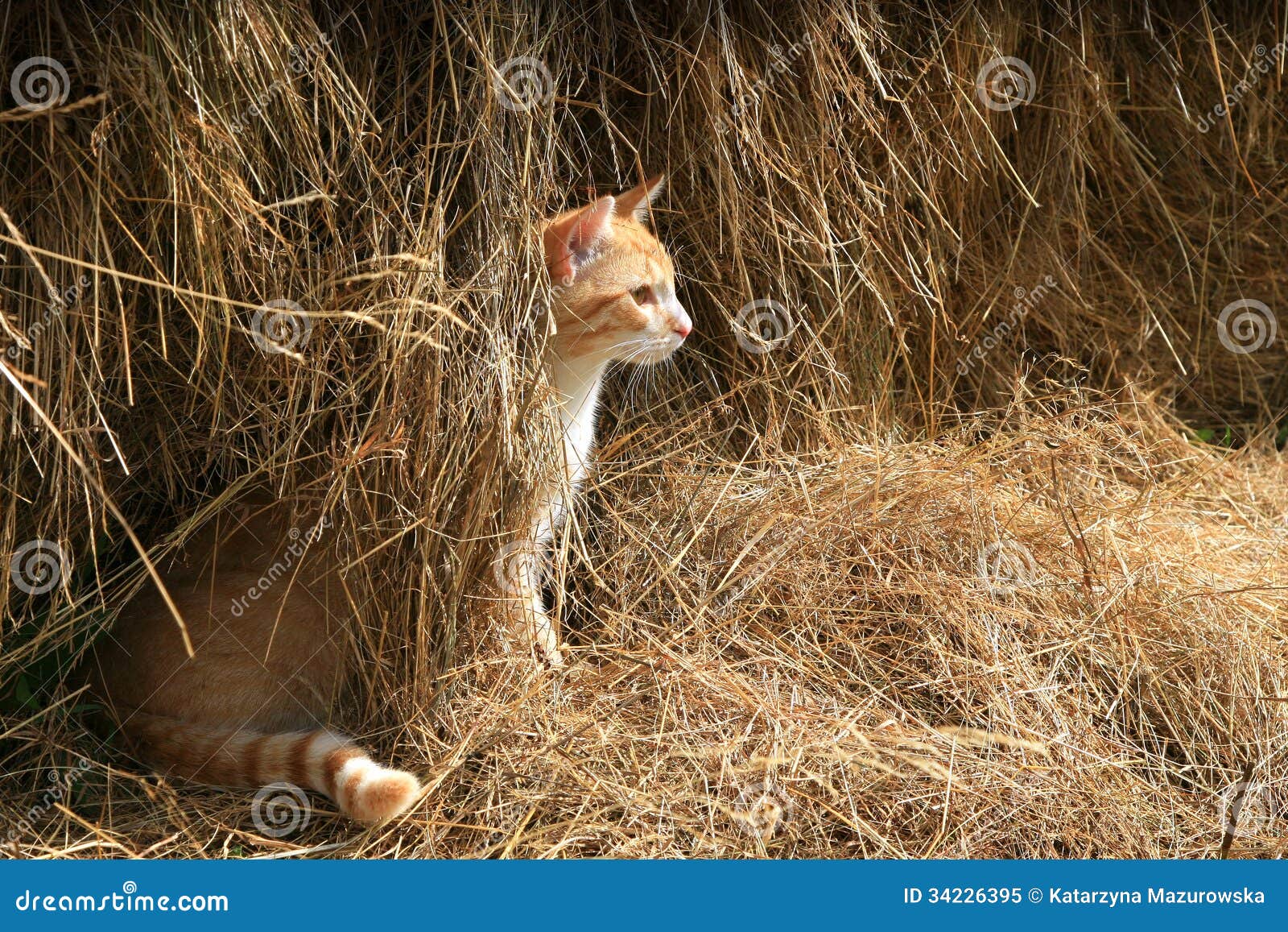 Cat hunts mice stock image. Image of live, nature, carefree 34226395