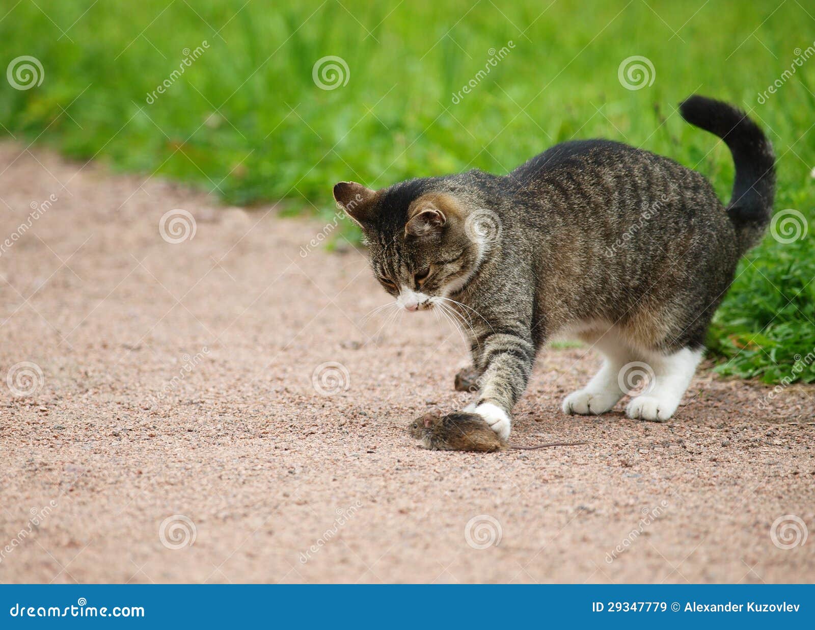 Cat hunts mouse stock image. Image of catching, playing 29347779