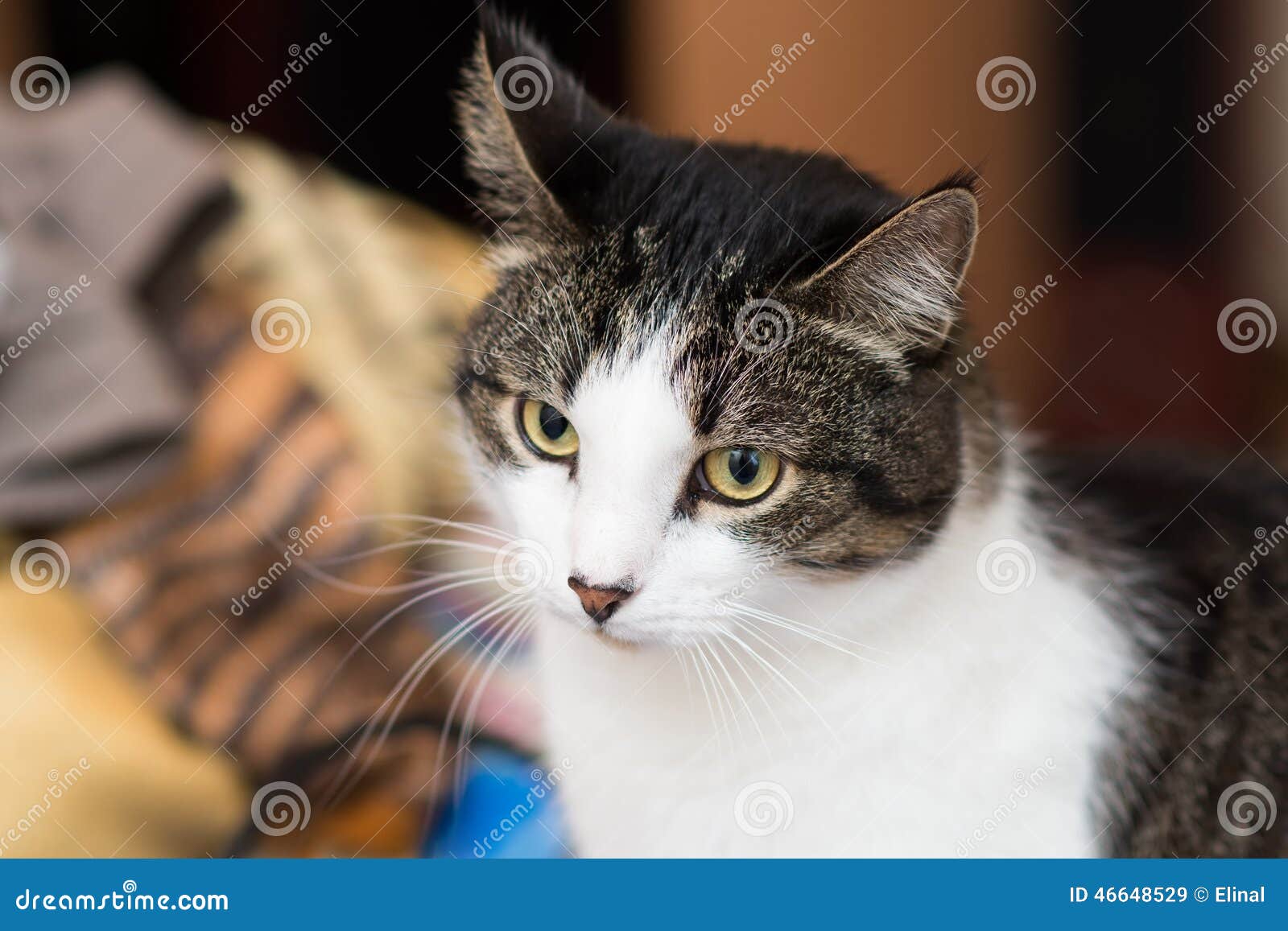 Cat indoor at home. Pet stock image. Image of face, tabby 46648529