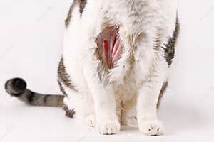 Infected Wound Stock Photography CartoonDealer 60769274