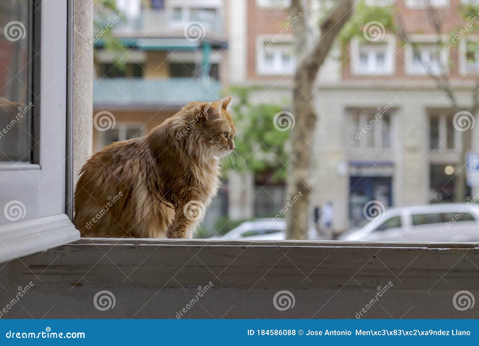 cat informe the window looking outside