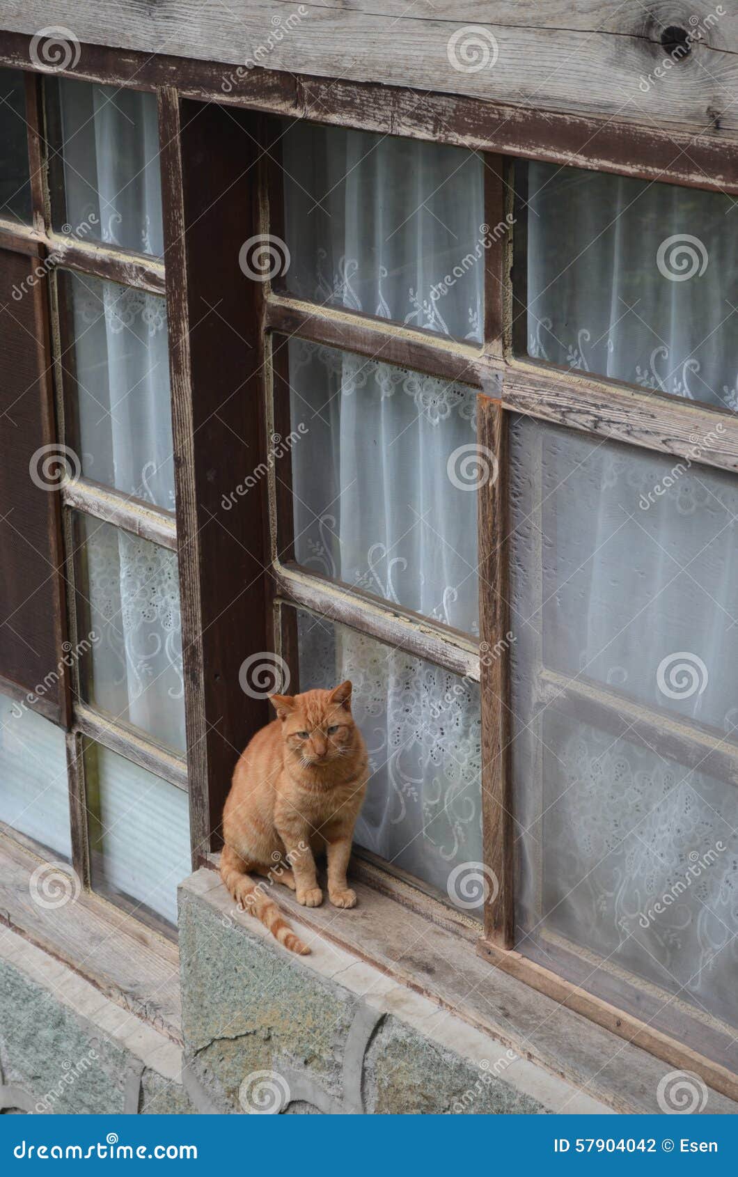 cat infront of window