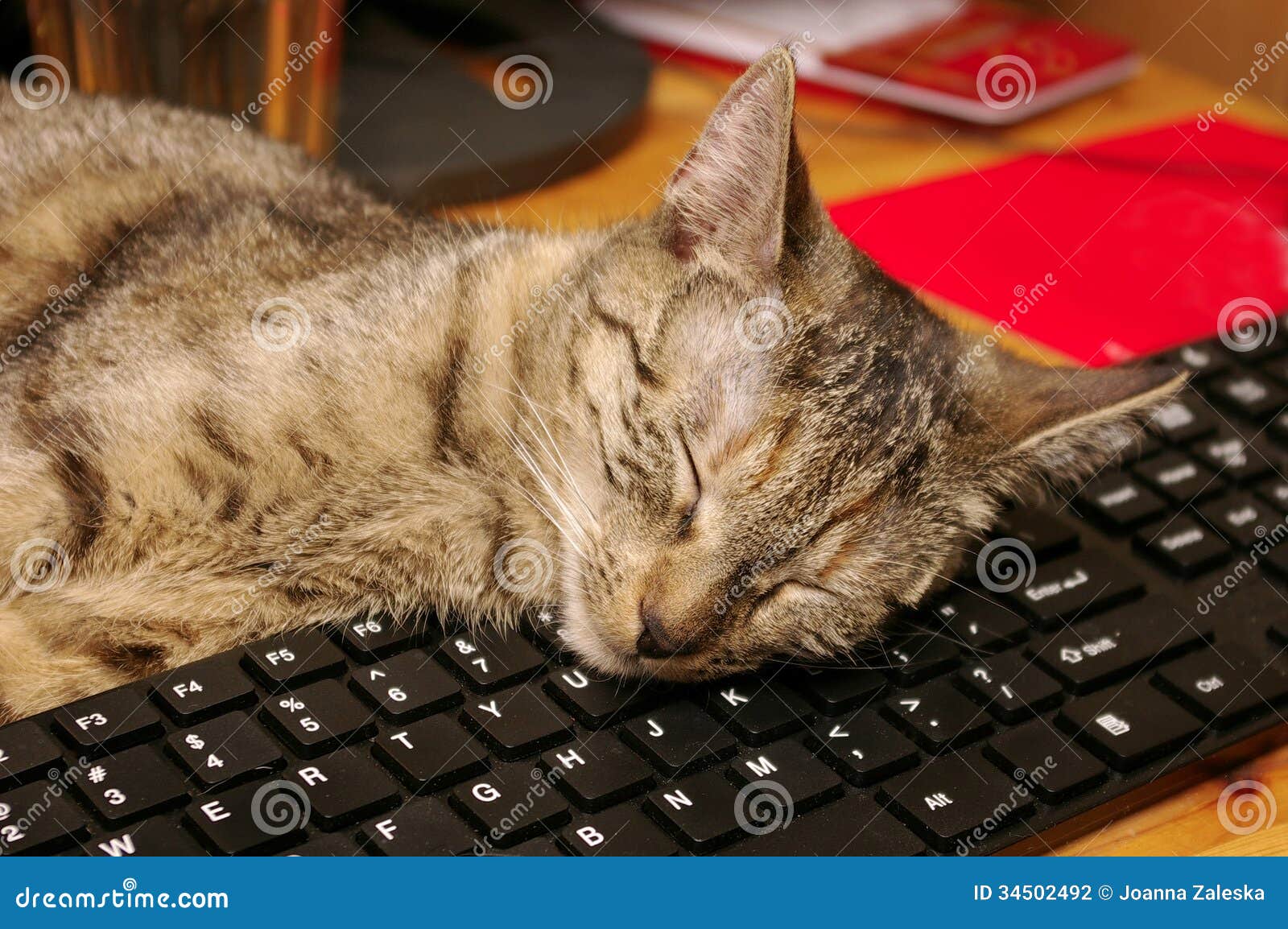 Exhausted Cat Computer Stock Photos - Free & Royalty-Free Stock Photos from  Dreamstime