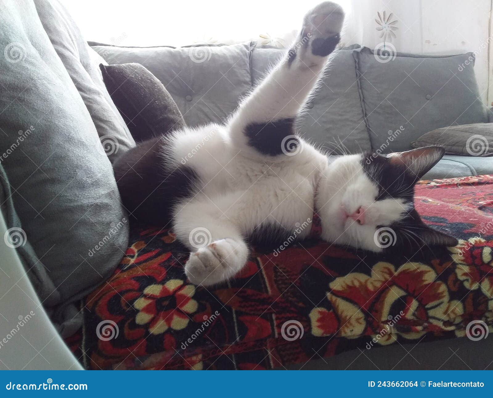 The cat kidding stock photo. Image of animal, nose, whiskers 243662064