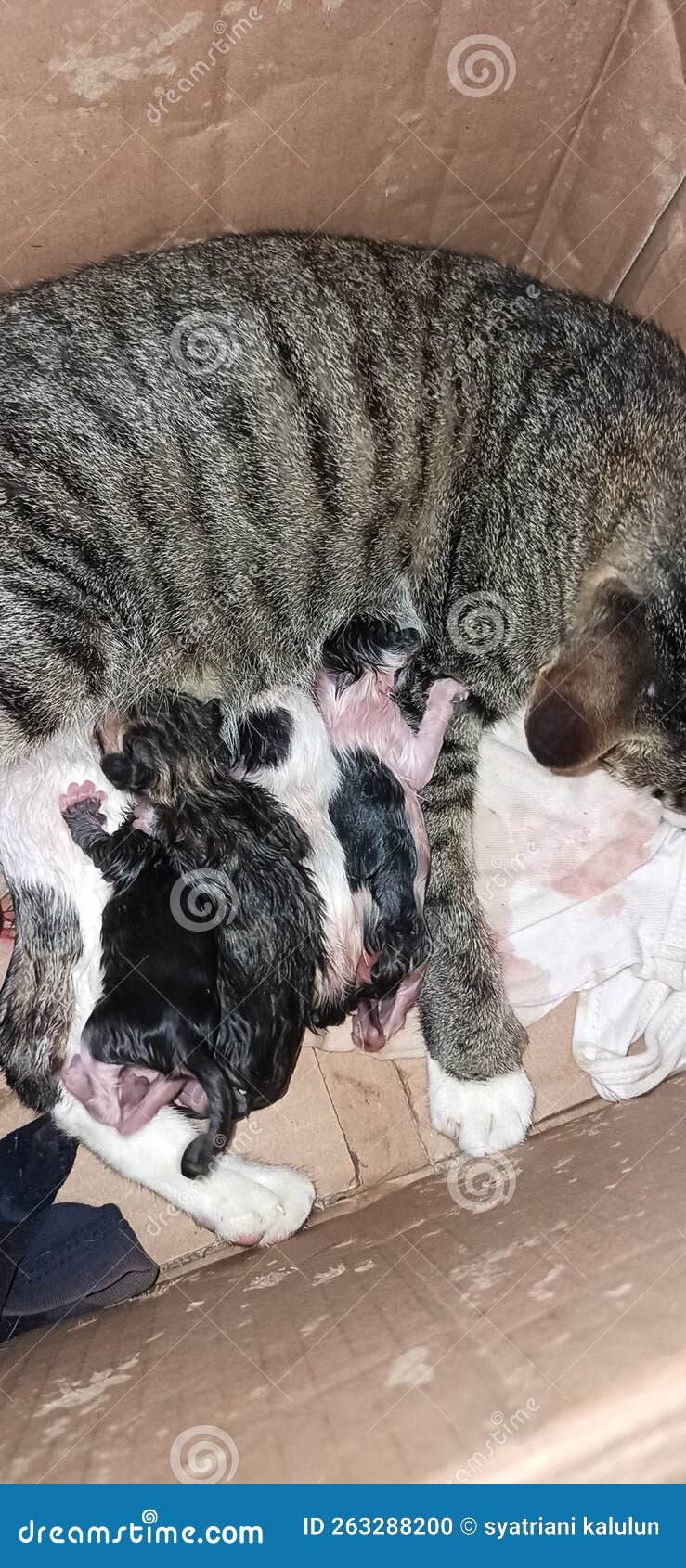 The cat kids was born stock photo. Image of born, wildlife 263288200