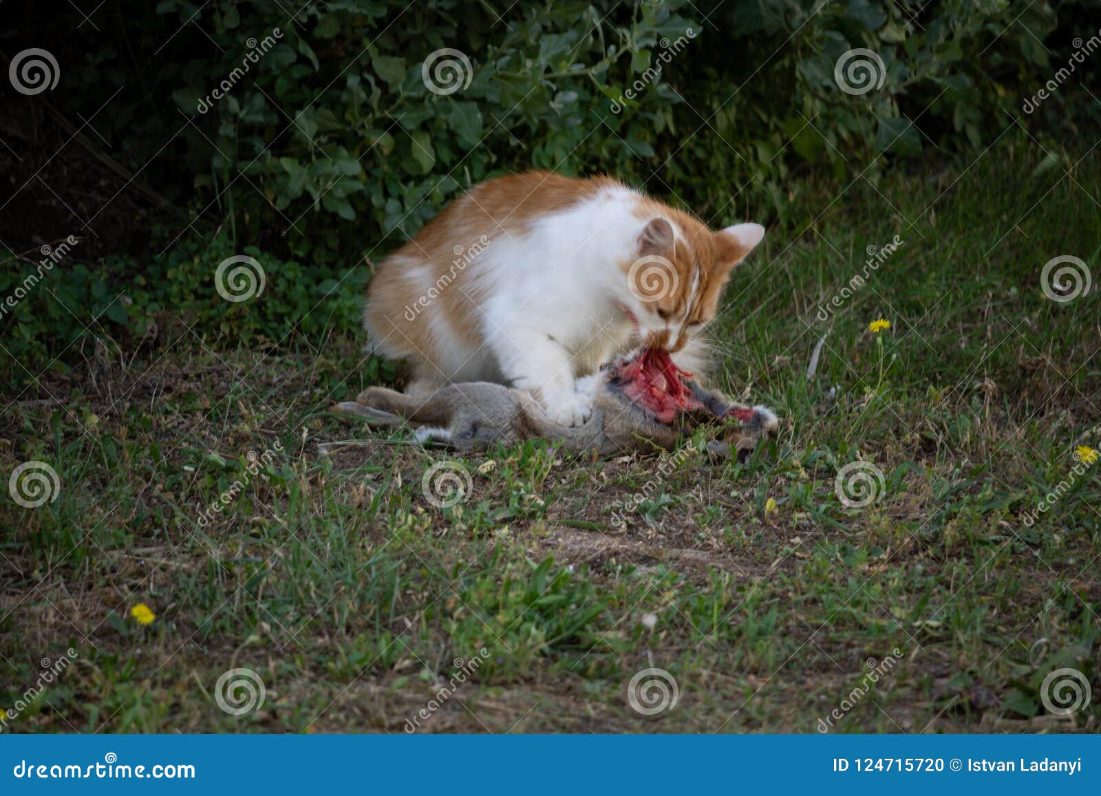 cat eats rabbit