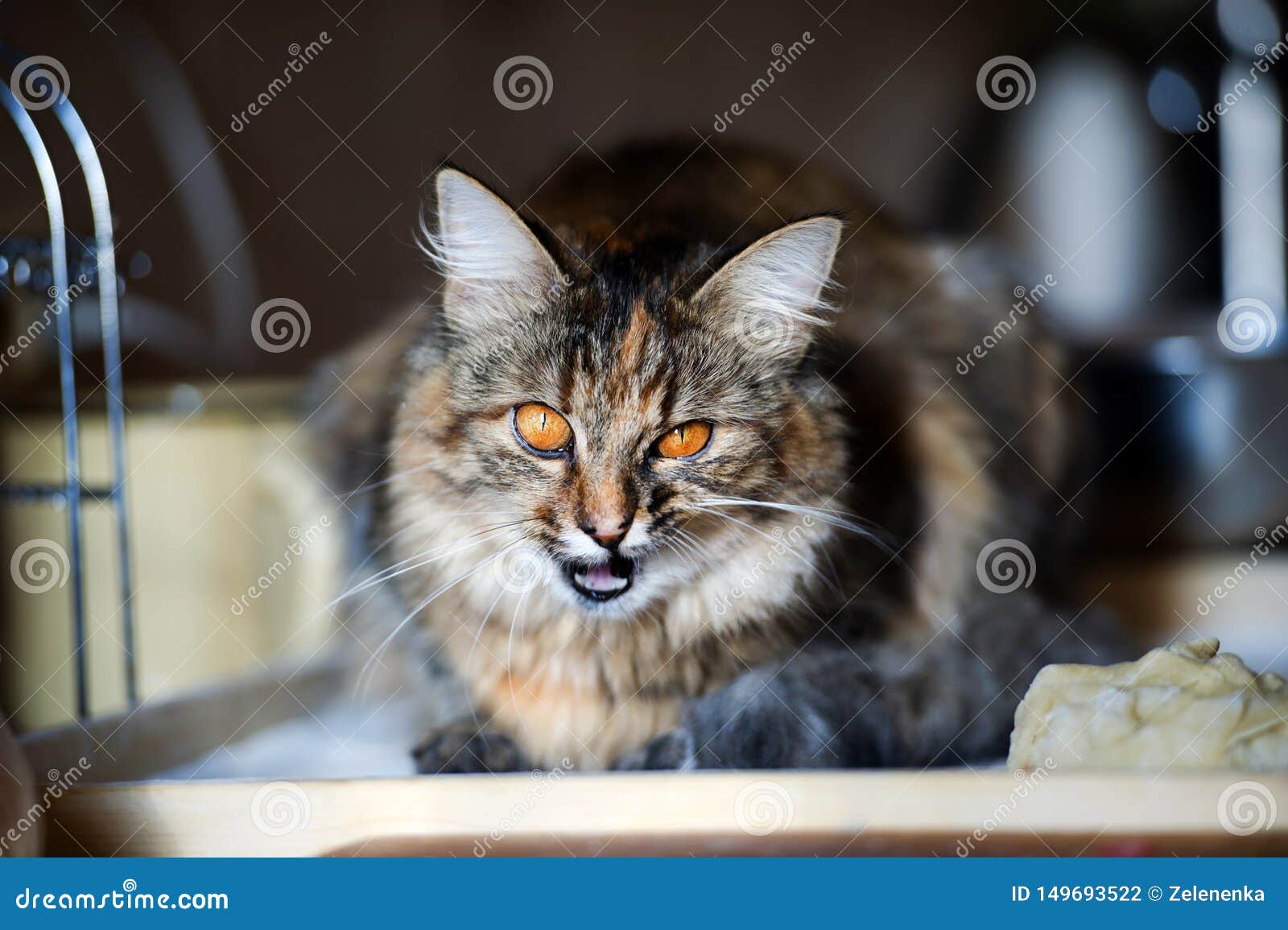 Cat in the Kitchen Has Done Damage. Home Cat Stock Photo Image of