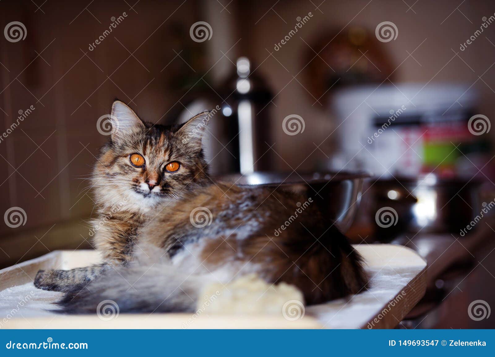 Cat in the Kitchen Has Done Damage. Home Cat Stock Image Image of