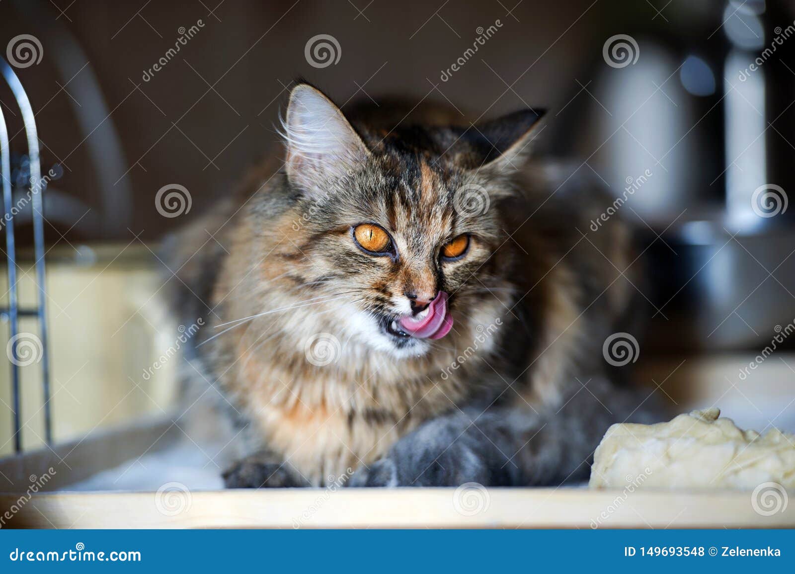 Cat in the Kitchen Has Done Damage. Home Cat Stock Photo Image of