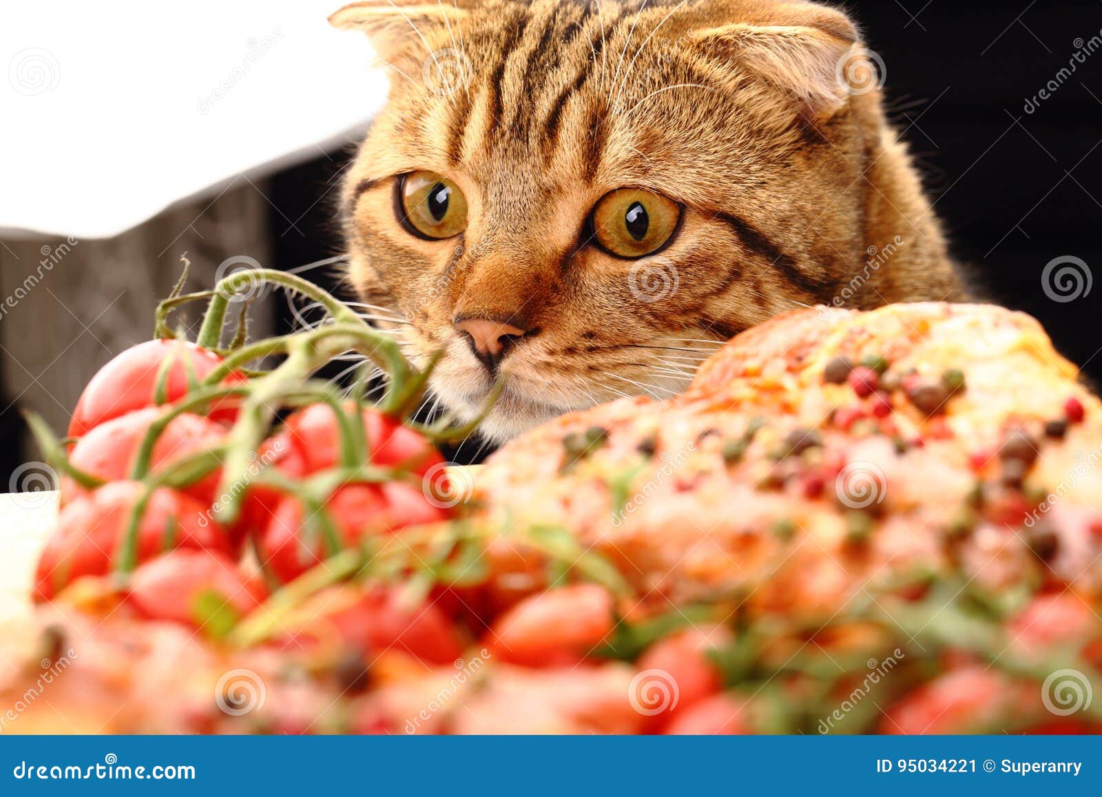 The Cat in the Kitchen Watches Stock Image Image of meat, animal