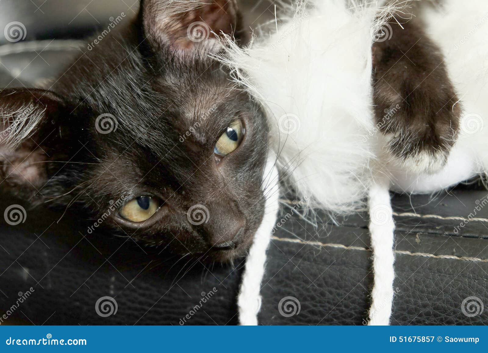 Cat kitten black face stock image. Image of kitten, white 51675857
