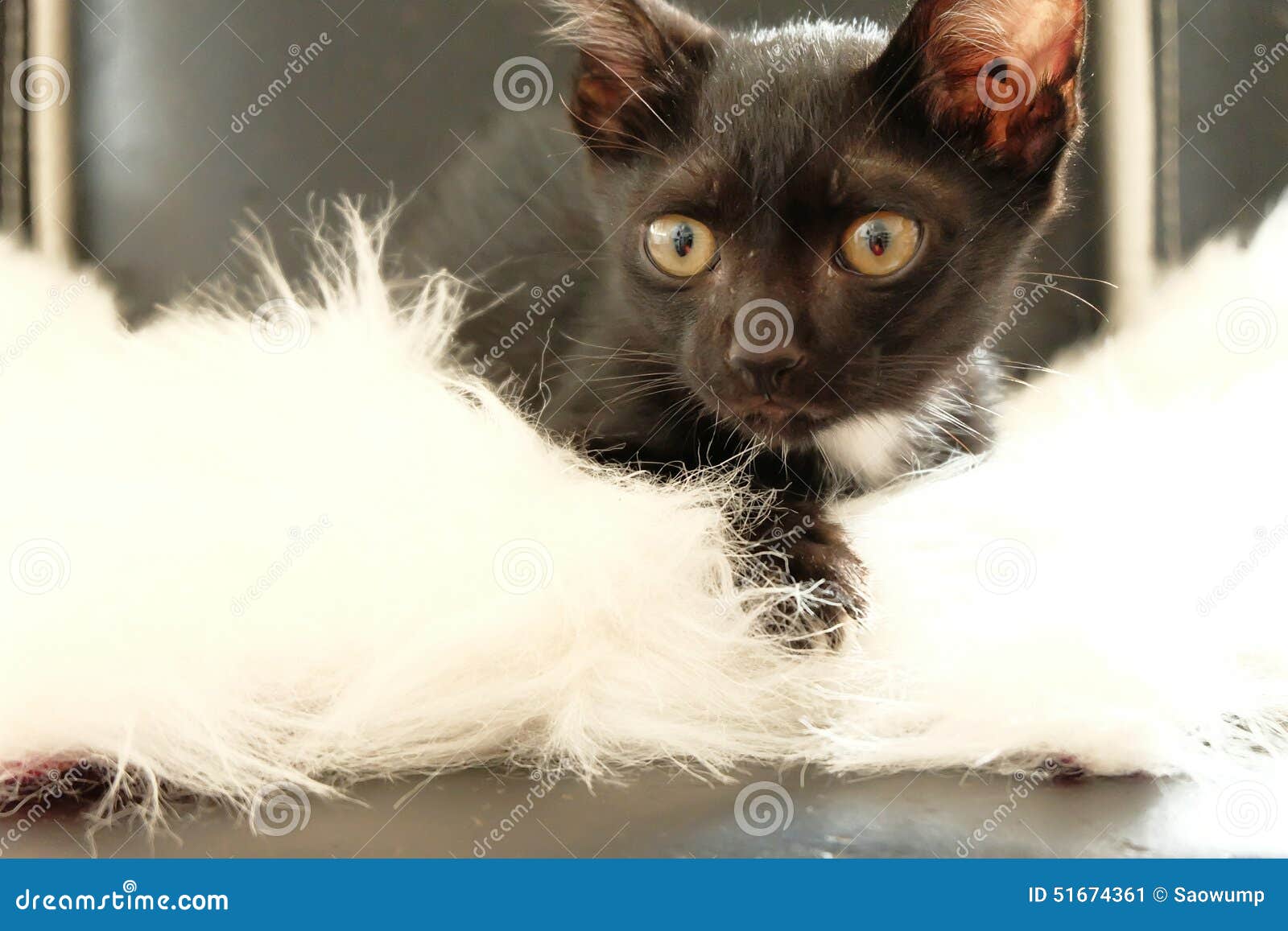 Cat kitten black face stock image. Image of face, white 51674361