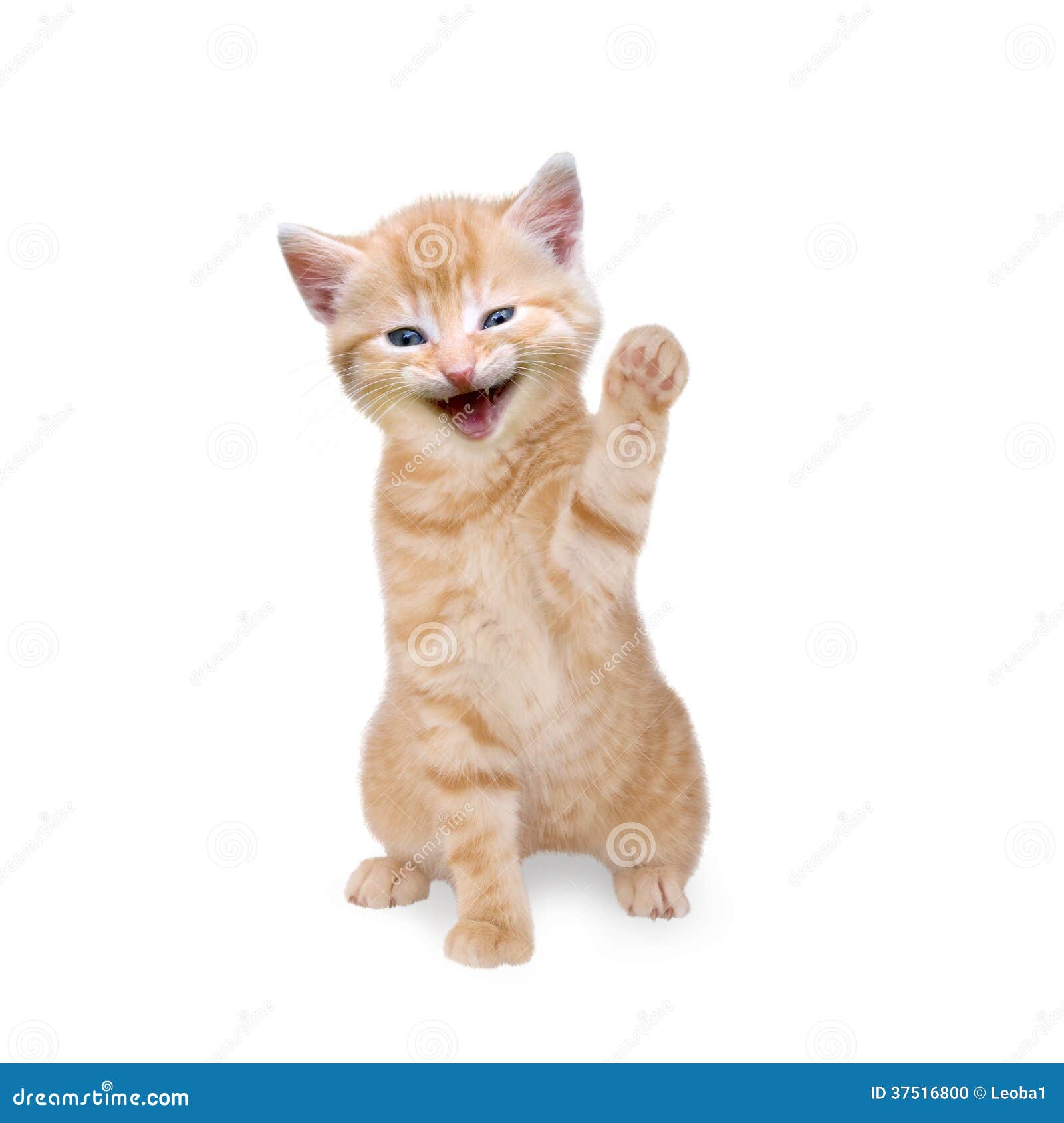  Cat  Kitten  Laughing  And Waving Stock Photo Image 37516800