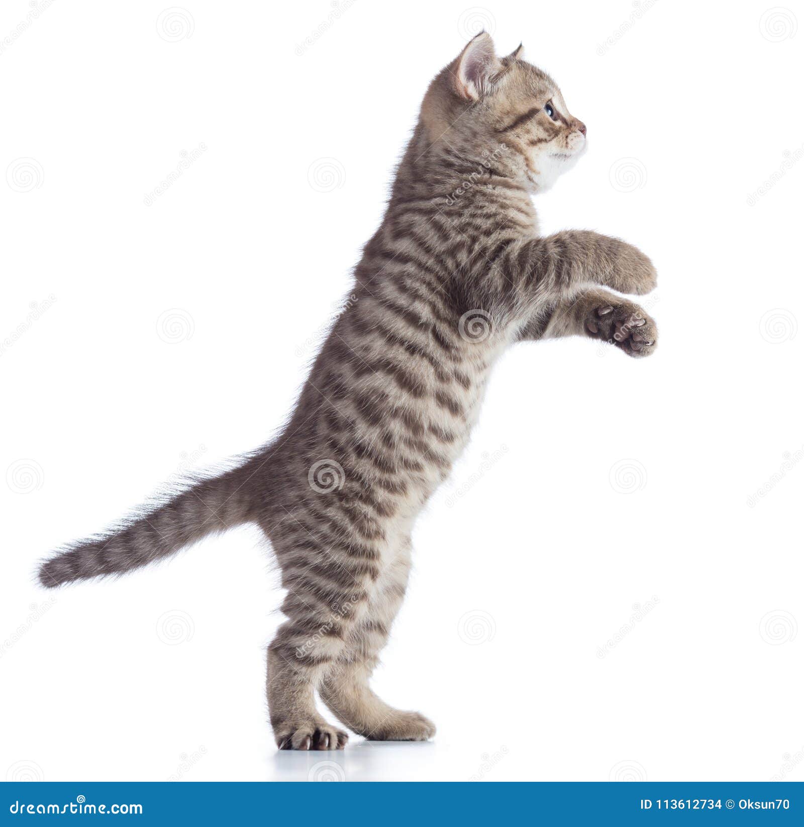  Cat  Kitten Is Standing  Side View Isolated On A White 