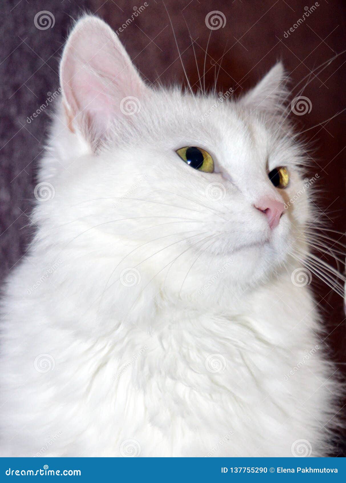 Cat Kitten White Pet Animal Cute Feline Kitty Domestic Fur Young Adorable Blue Eyes Siberian Fluffy Portrait Baby Stock Photo Image Of Forest Grass 137755290