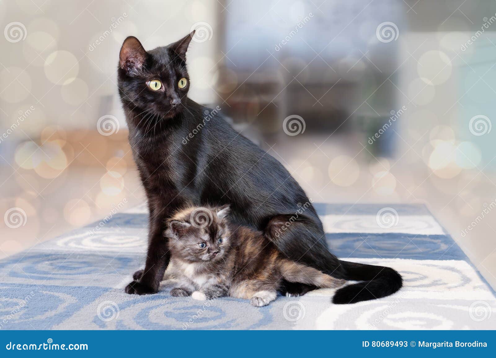 521,547 Cute Cat Kitten Stock Photos - Free & Royalty-Free Stock Photos  from Dreamstime