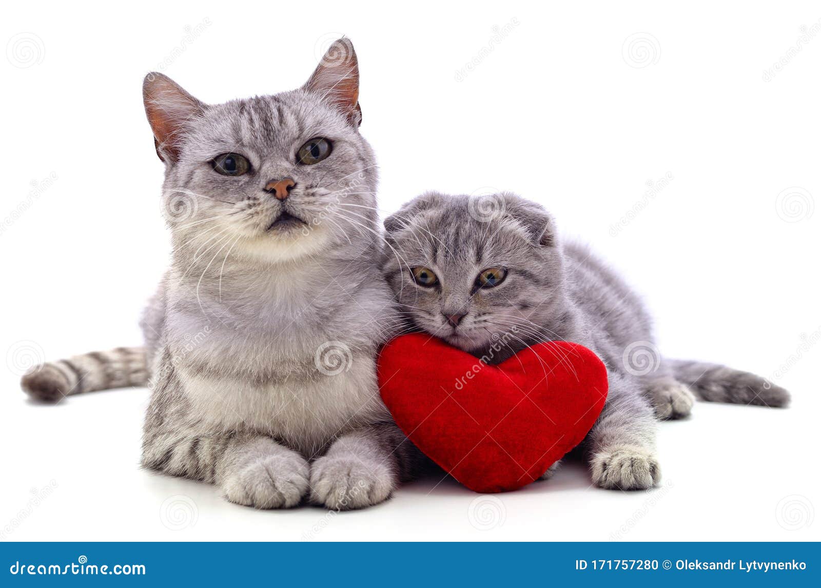 Cat with kittens stock photo. Image of copy, children - 171757280