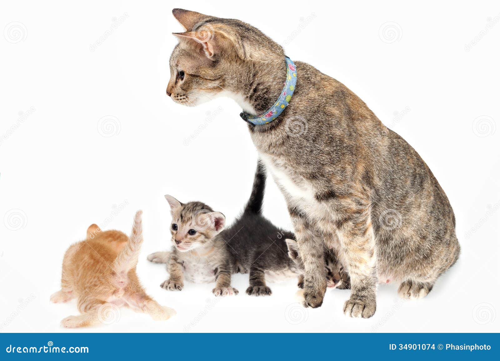 cat and kittens stock