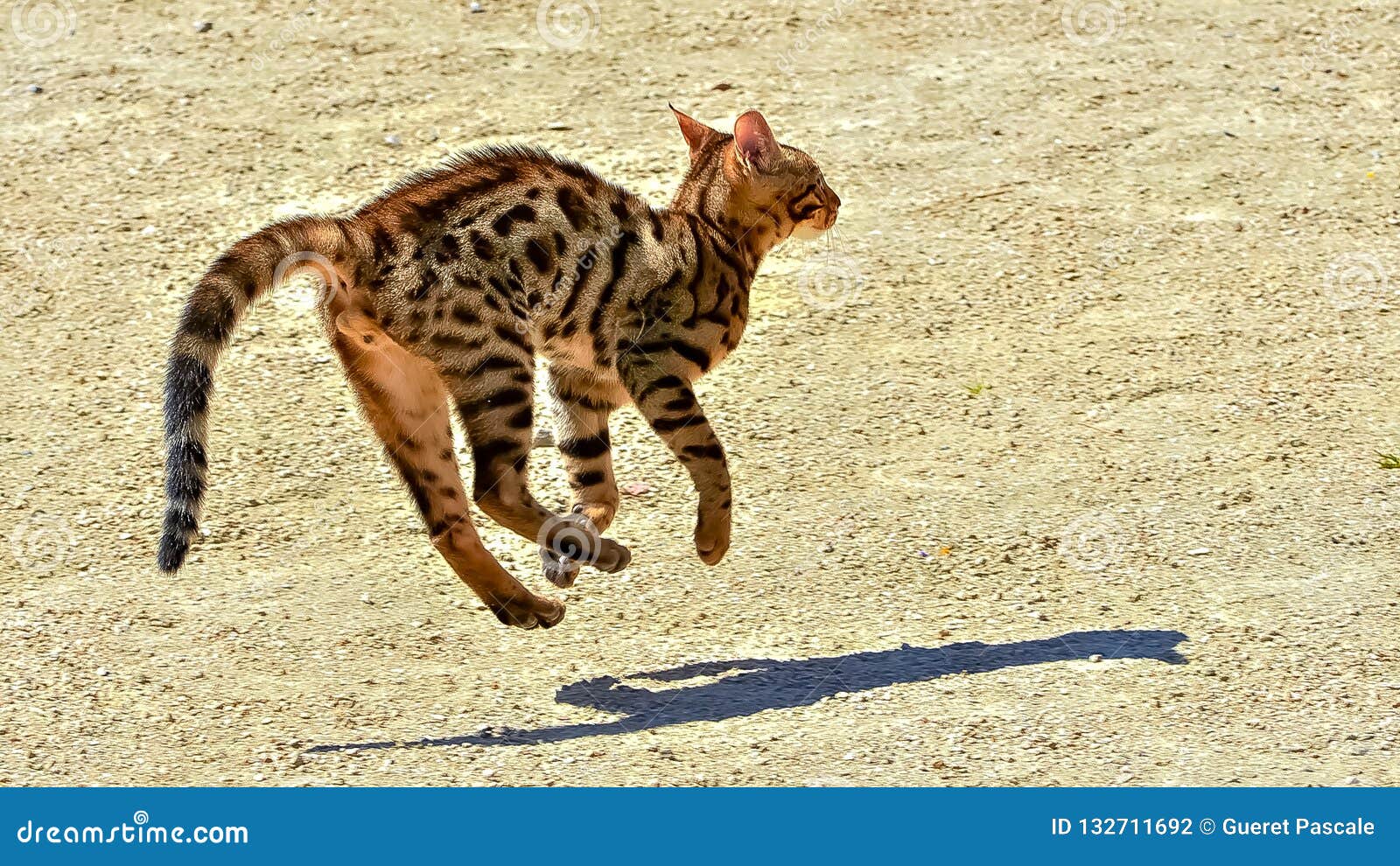 Cat Kitty Stock Photo Image Of Adorable Barn Animal
