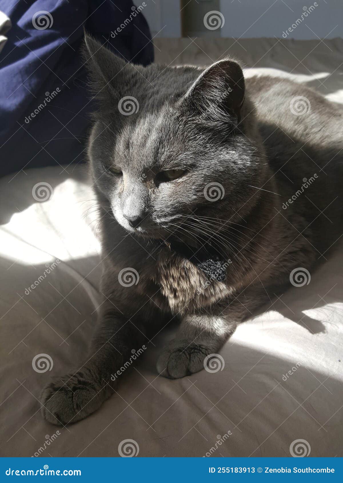 Cute grey cat on bed stock image. Image of monochrome 255183913