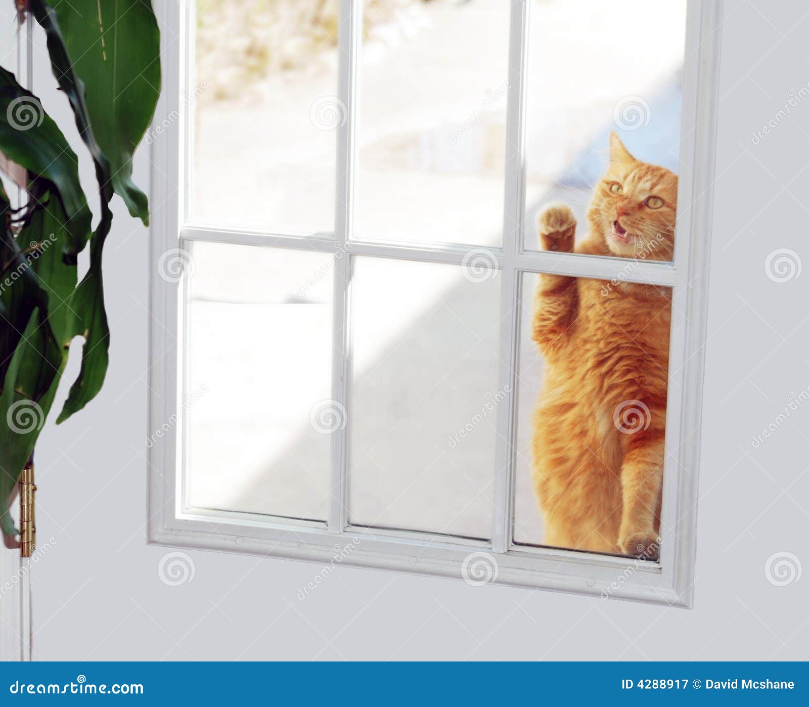 Cat Knocker stock image. Image of conceptual, assistance 4288917