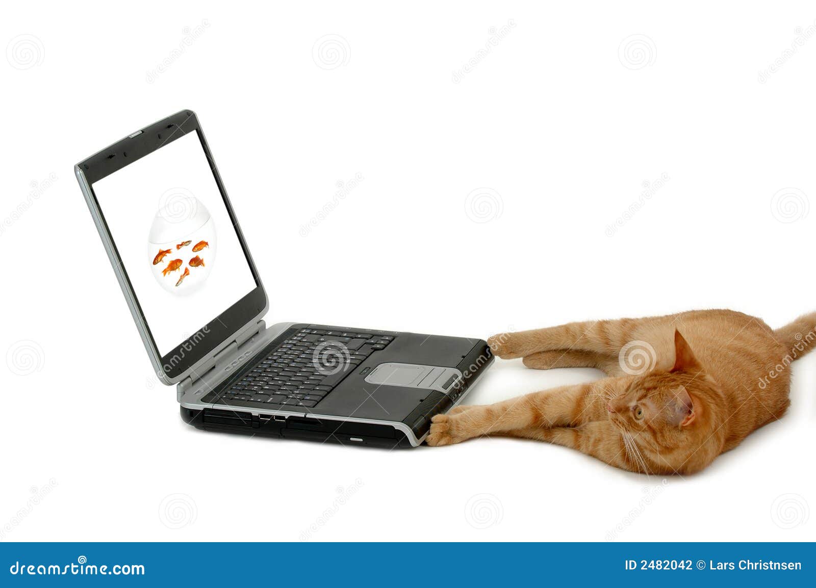Cat and laptop stock photo. Image of studying, adorable 2482042