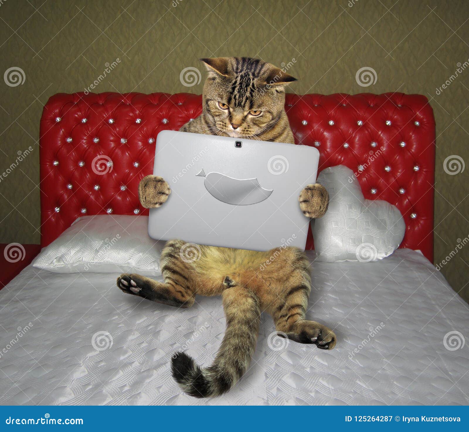 Cat with a Laptop on the Bed Stock Image Image of time, creative