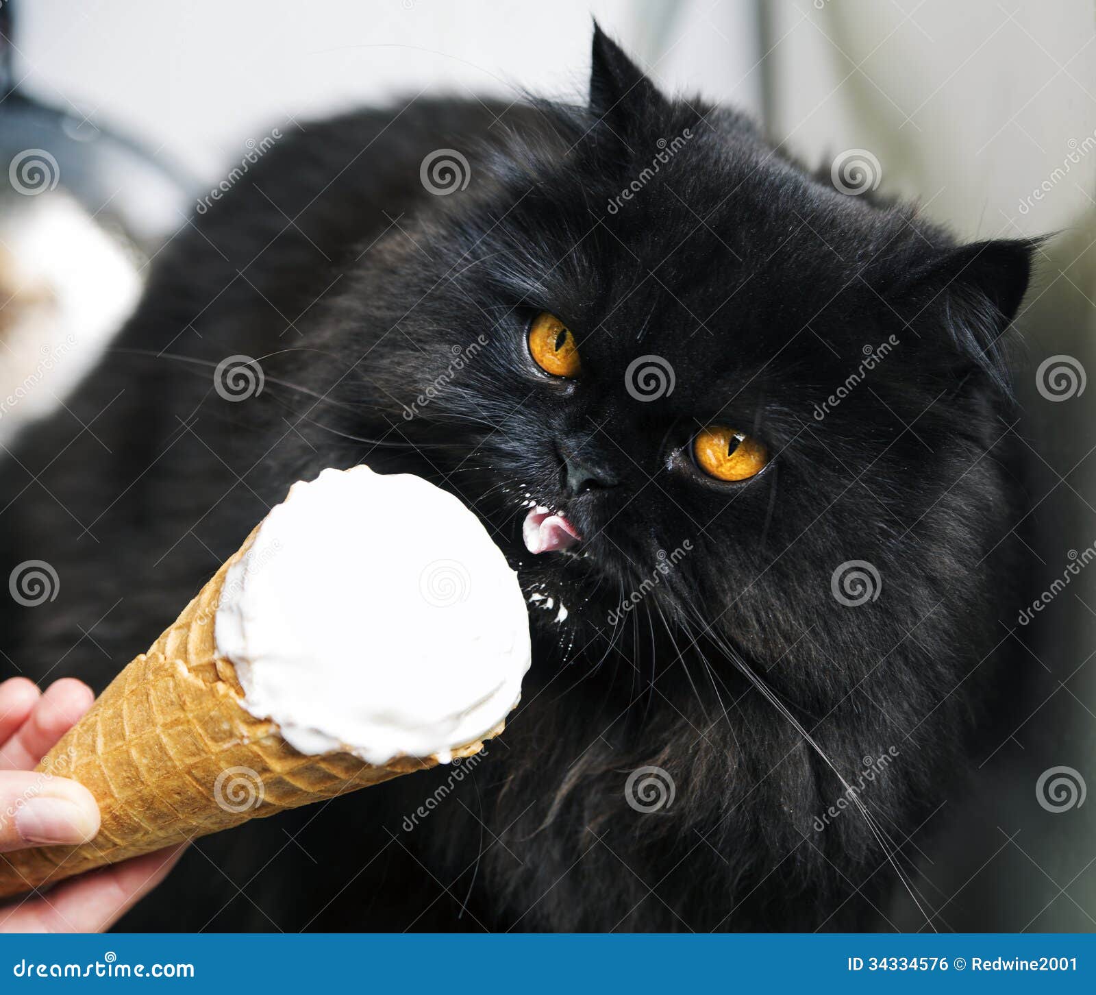 Cat Lay on Oven and Lick Icecream Stock Photo Image of comfort