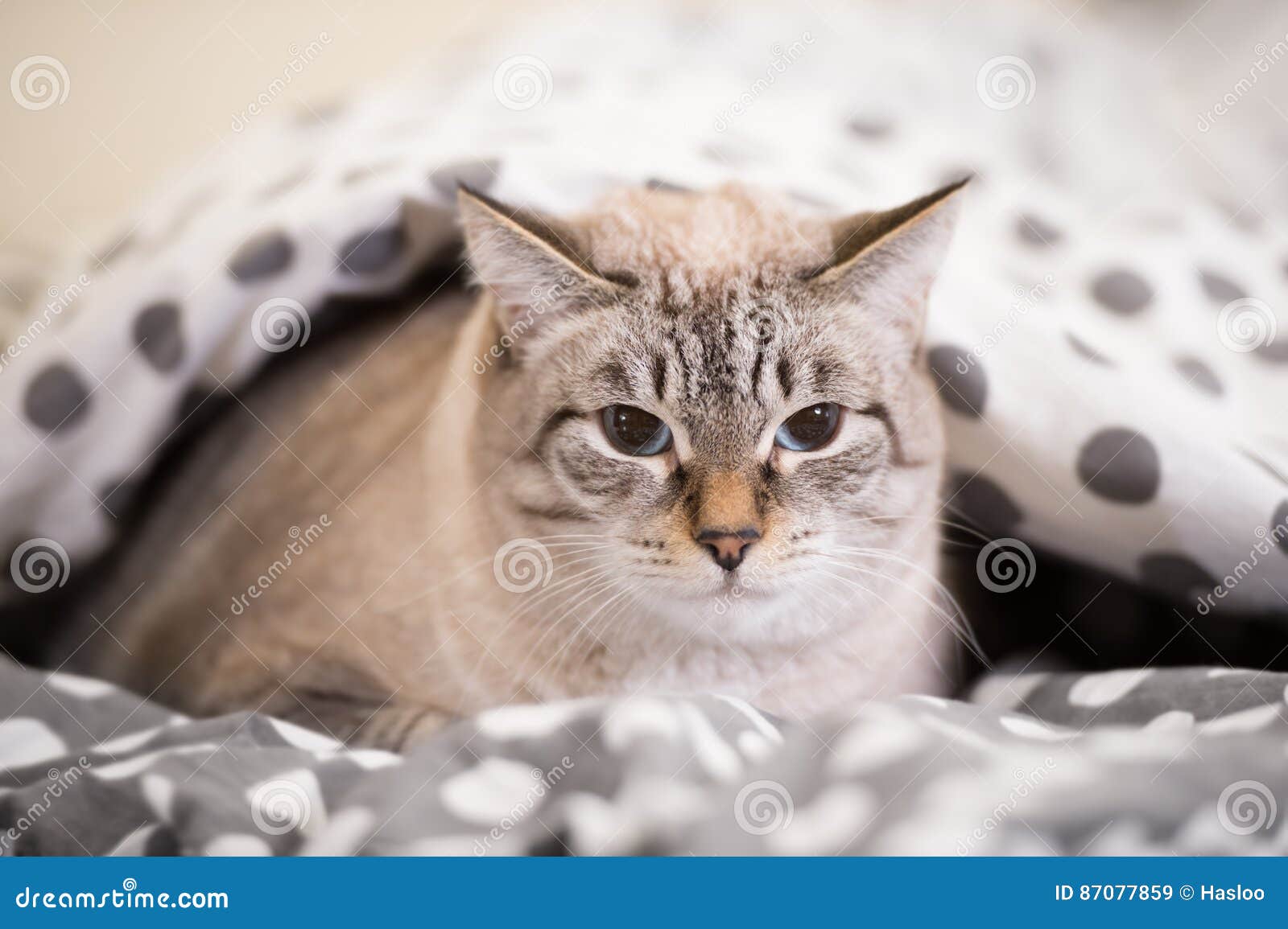 Cat Laying on a Bed Under the Duvet Stock Image Image of animal