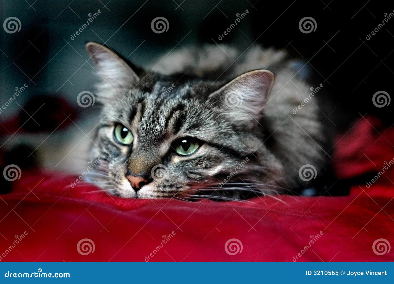 Cat Laying and Resting stock image. Image of gray, black 3210565