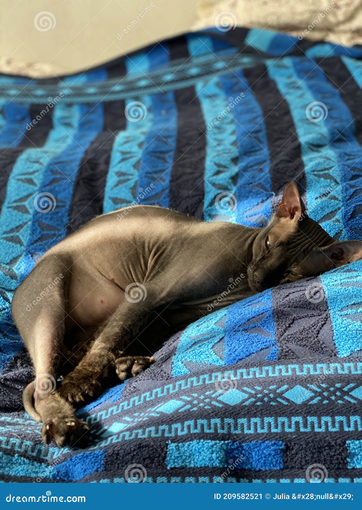 Cat stock image. Image of animals, laziest, world, cats - 209582521 Cat stock image. Image of animals, laziest, world, cats - 209582521
