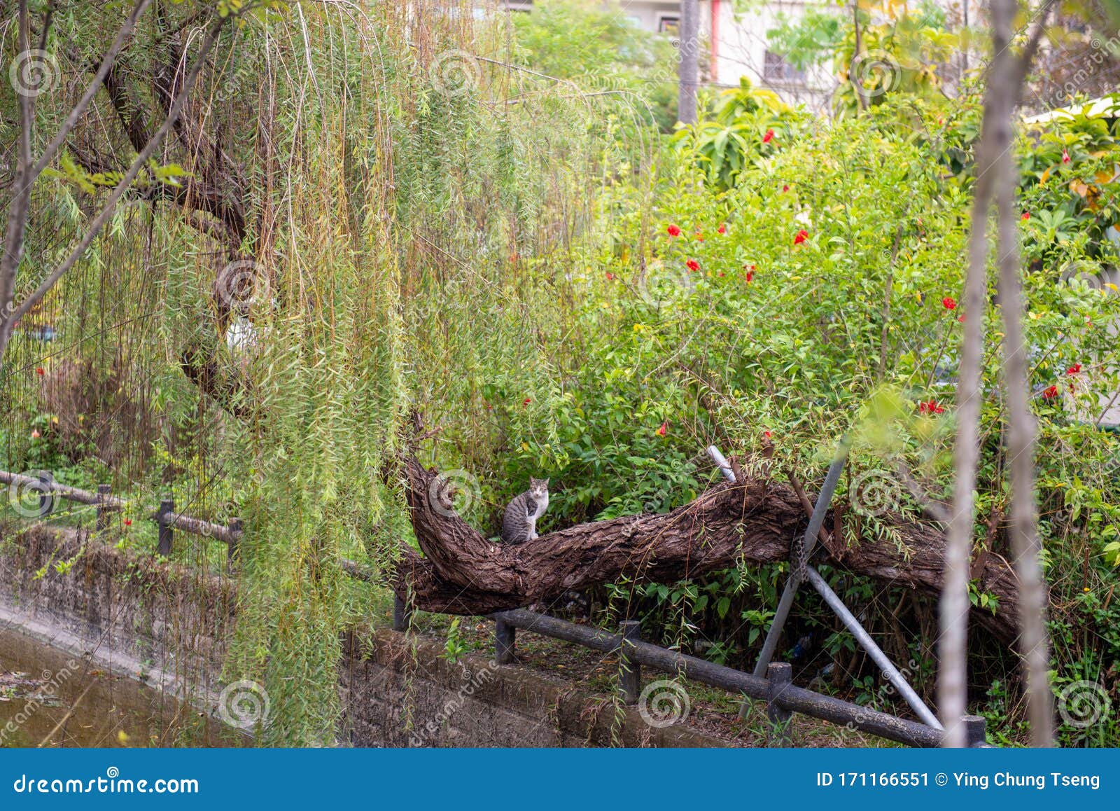 The Cat Leaned Against the Willow Tree, Showing a Beautiful Pose! Stock