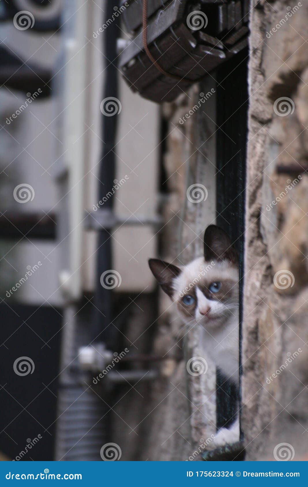 cat leaning out of a window