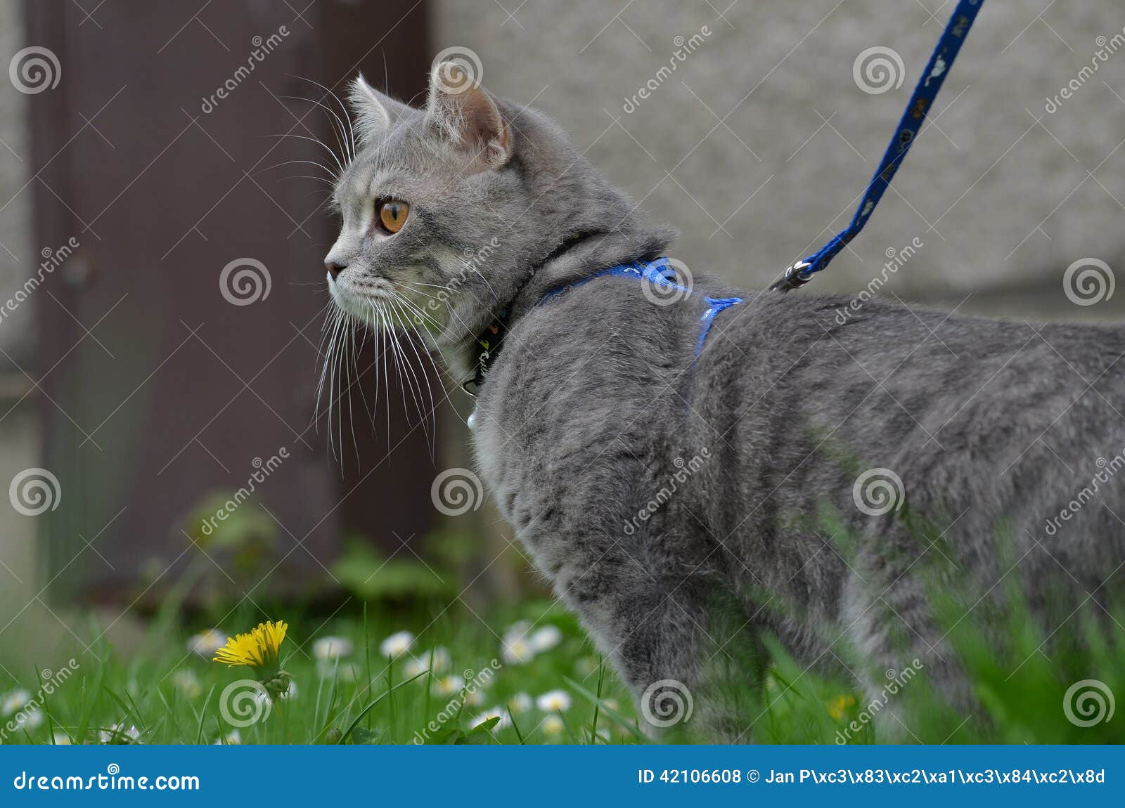 Cat on a leash stock photo. Image of cute, green, portrait 42106608