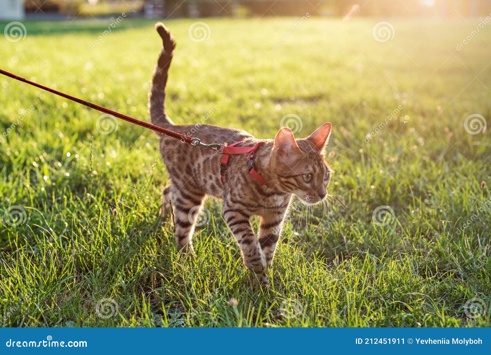 The Cat on a Leash Walks on the Street at Sunset Stock Image Image of