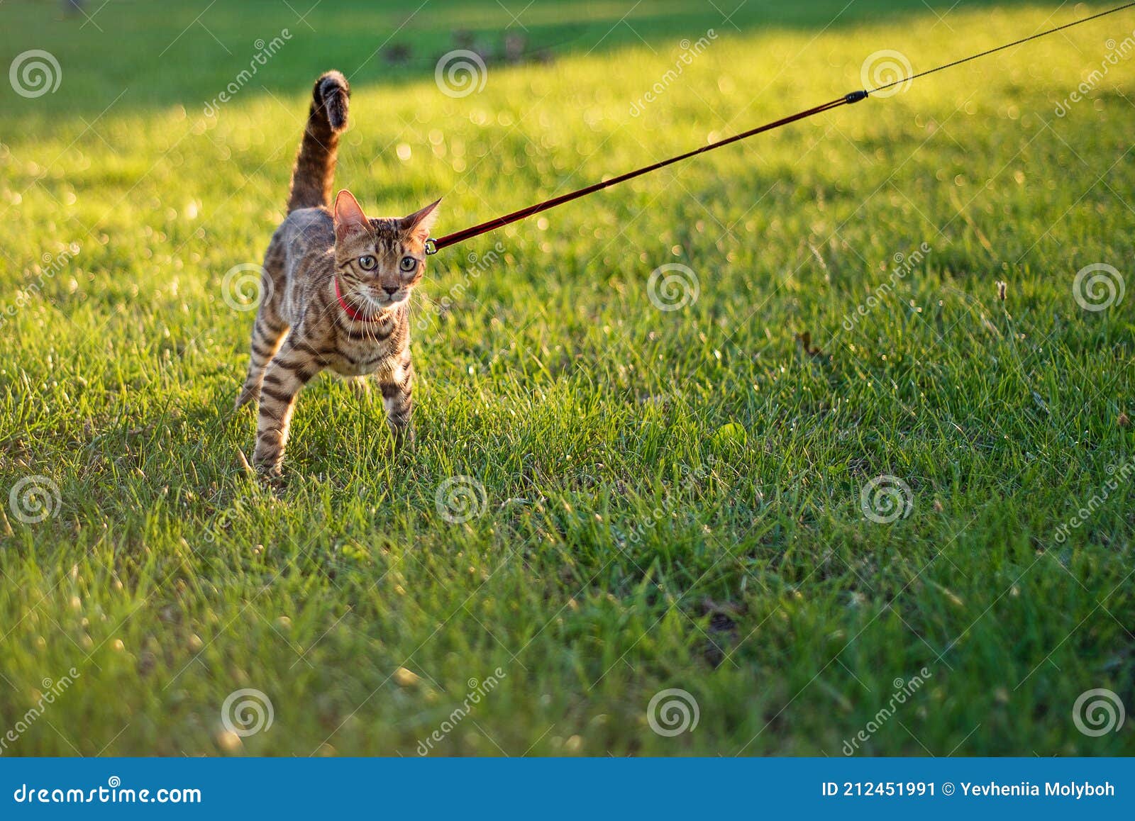The Cat on a Leash Walks on the Street at Sunset Stock Image Image of