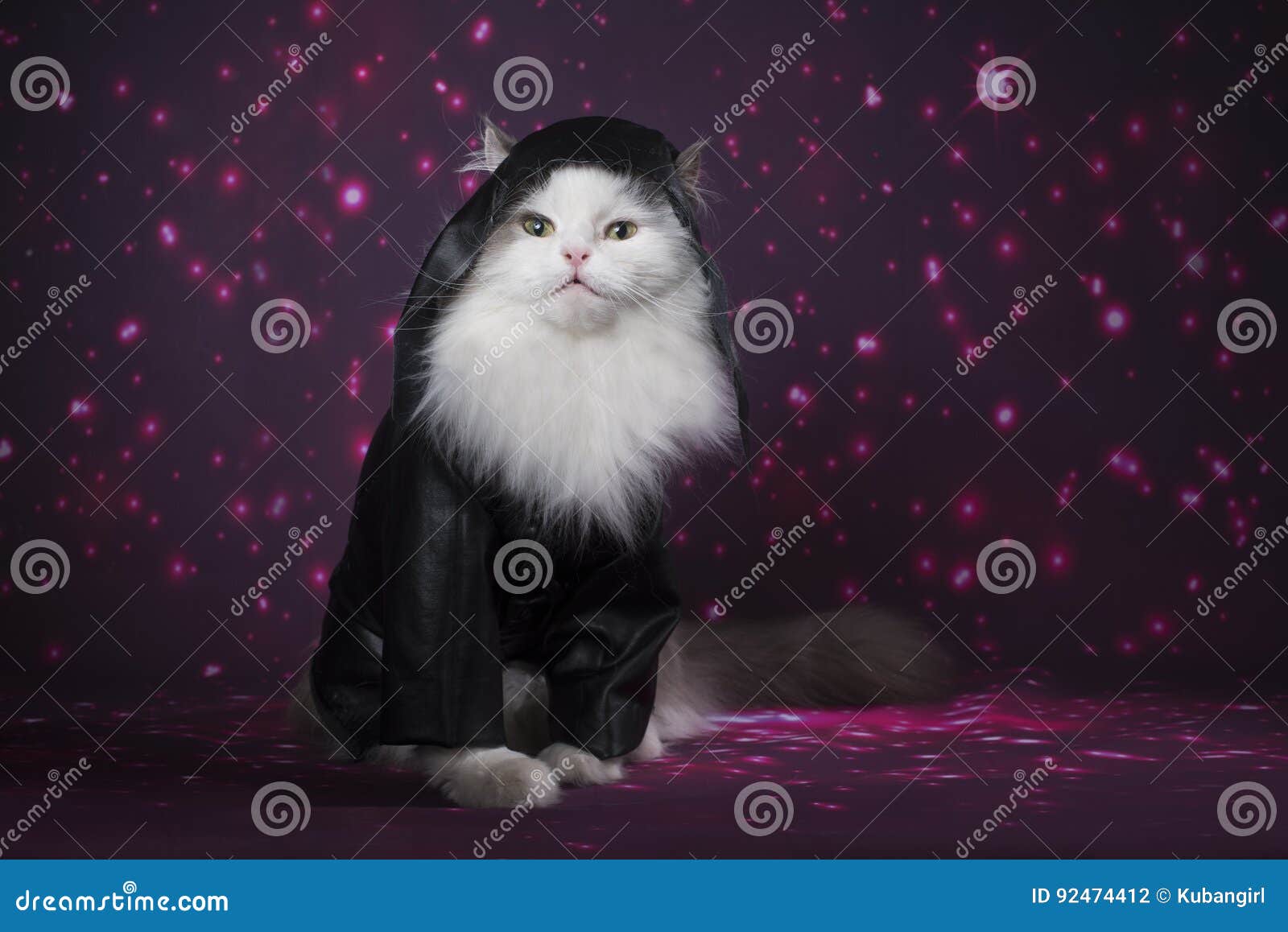 cat in a leather jacket