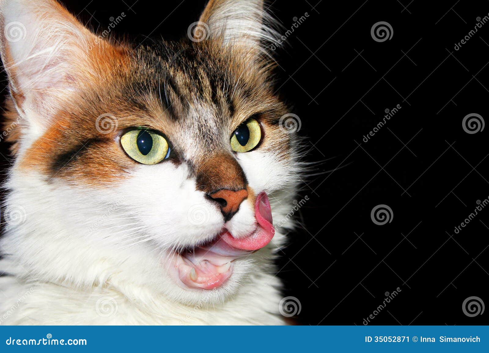 Cat licked stock image. Image of striped, mammal, colorful 35052871