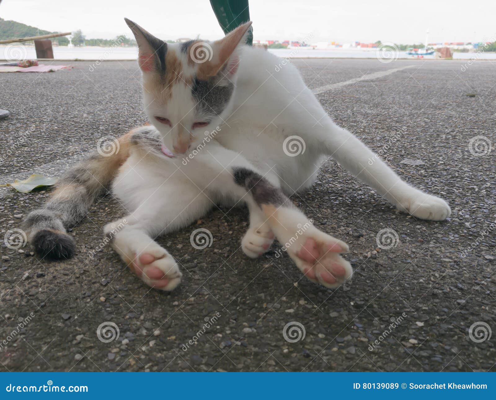CAT LICKING FUR. stock image. Image of grass, ears, favorite 80139089