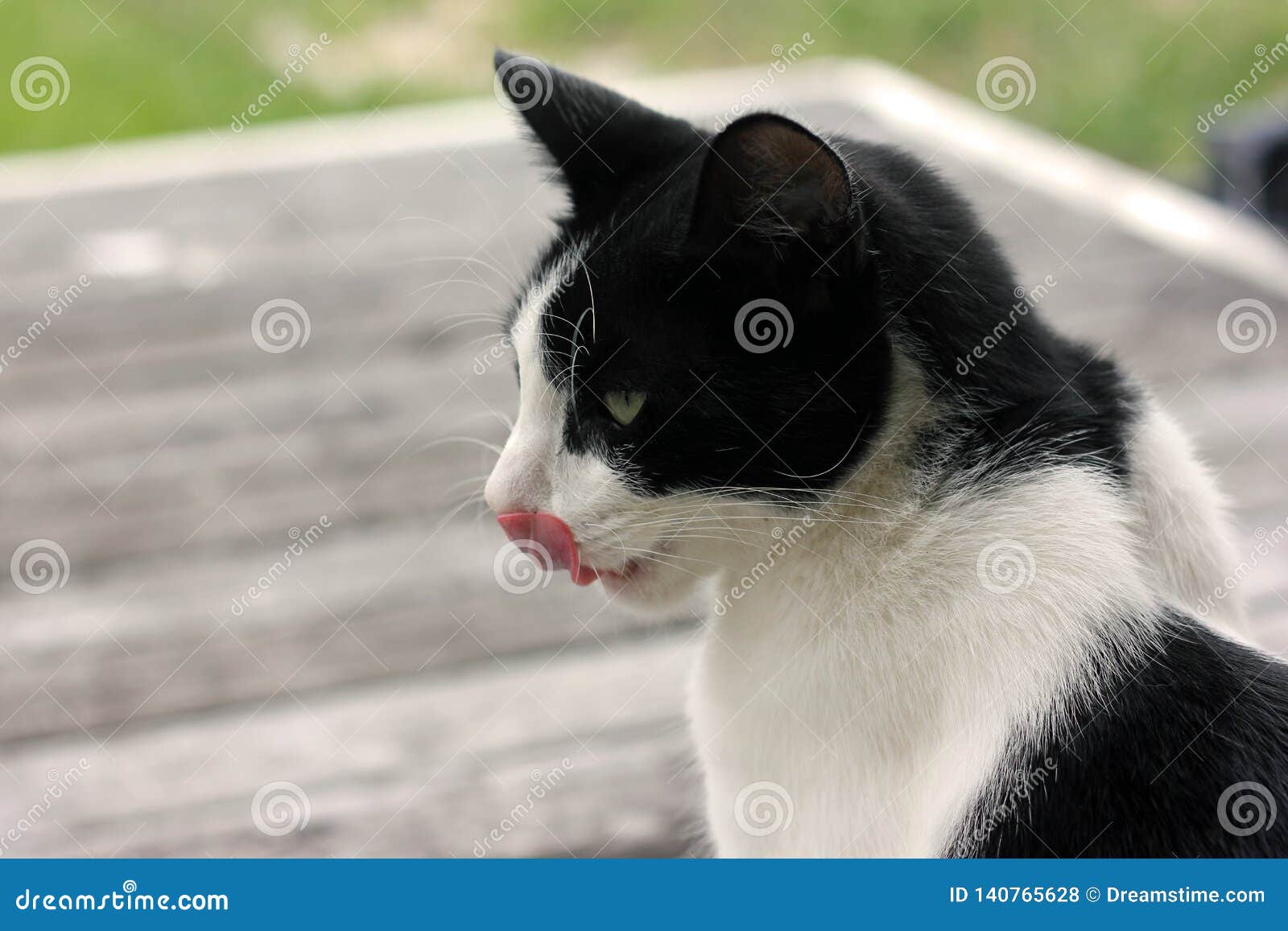 Cat licking his nose stock photo. Image of backyard 140765628