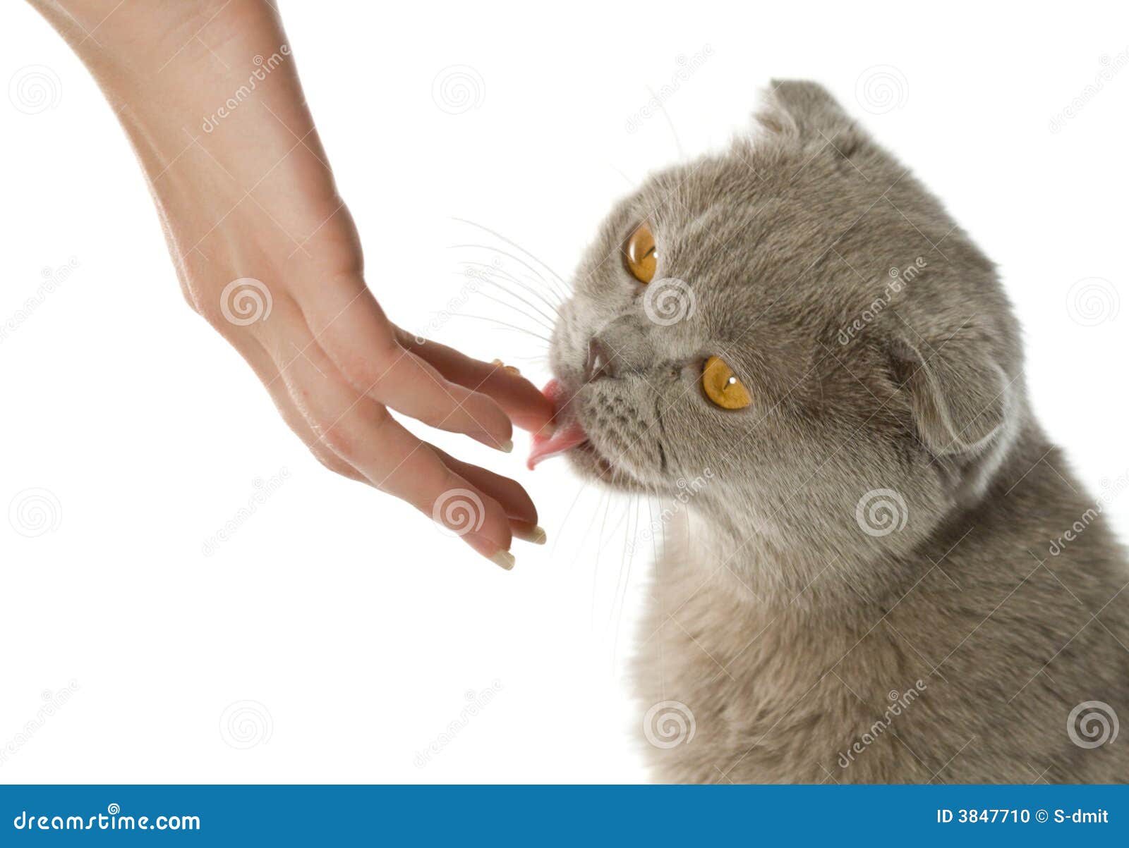Cat licking a human hand stock photo. Image of isolated 3847710