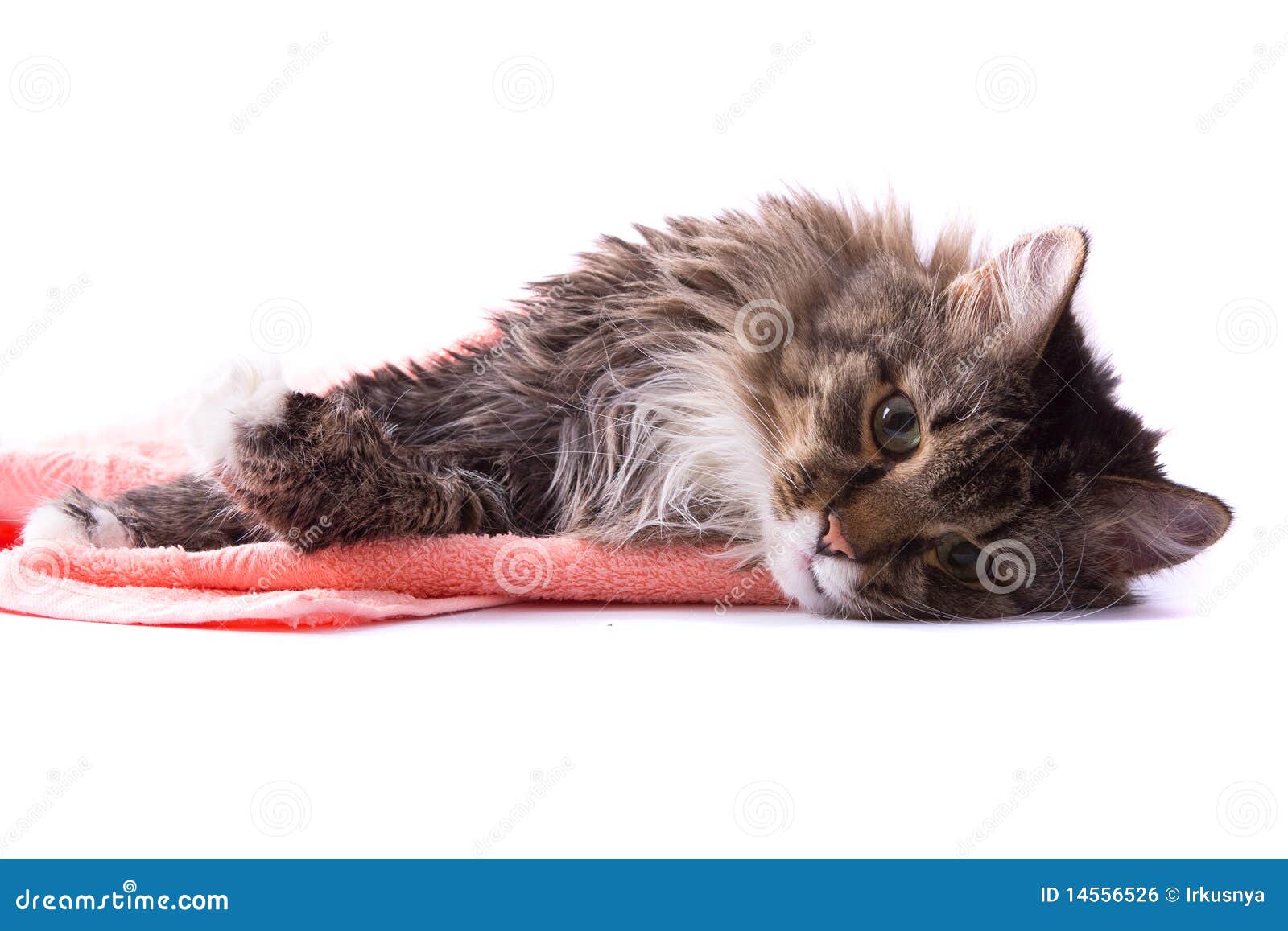 Cat Licking Its Fur And Lying On Bath Towel Stock Photo Image of coloured, brown 14556526