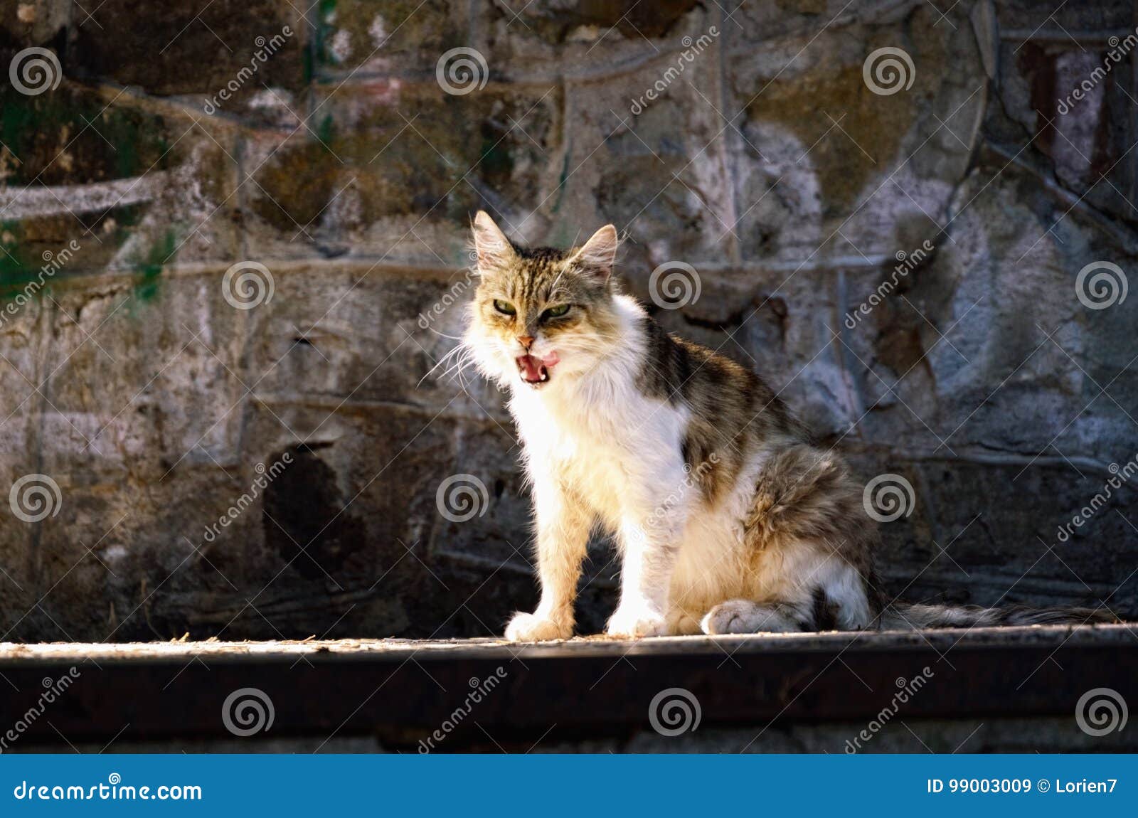  Cat  Licking  Itself Clean Smarrita Su Pavimentazione Di  