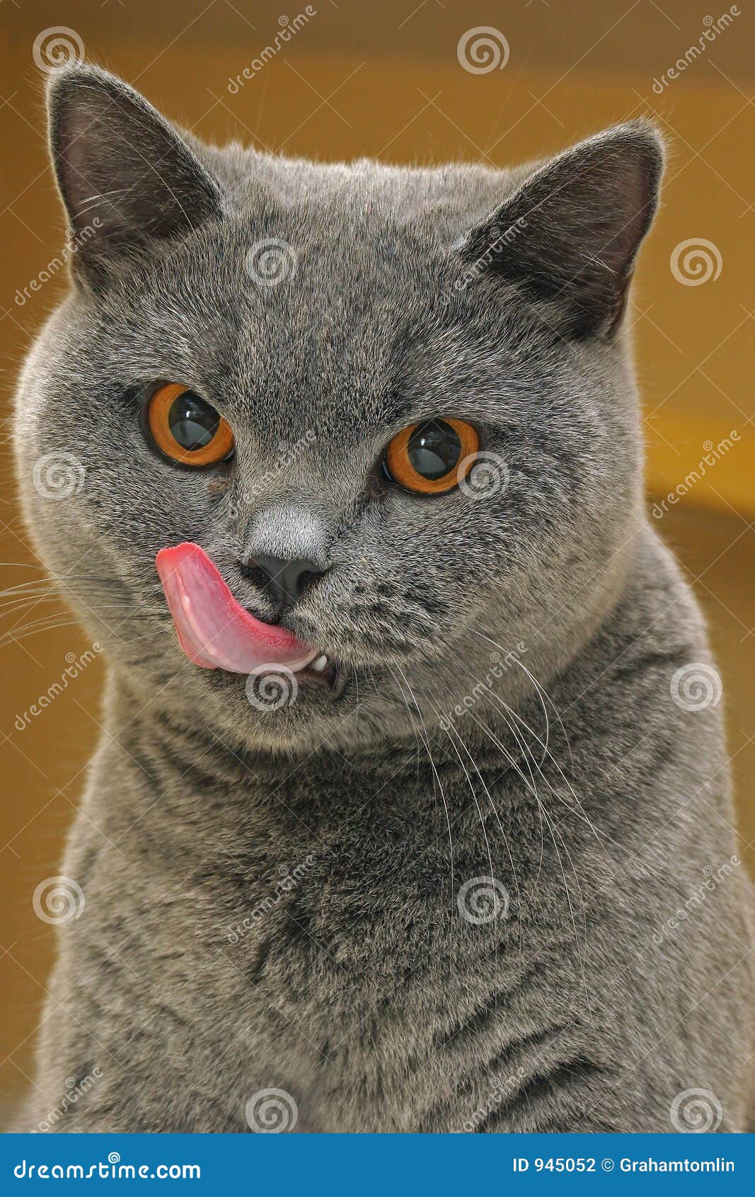 Cat licking lips stock photo. Image of furry, feline, hunger 945052