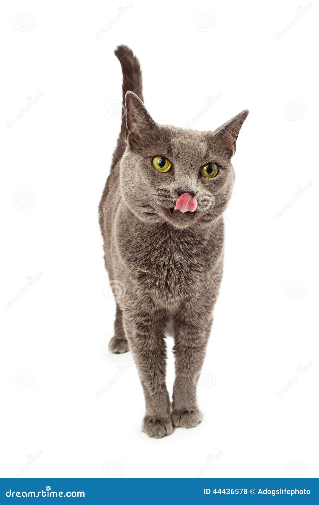  Cat  Licking  Lips affamata fotografia stock Immagine di  