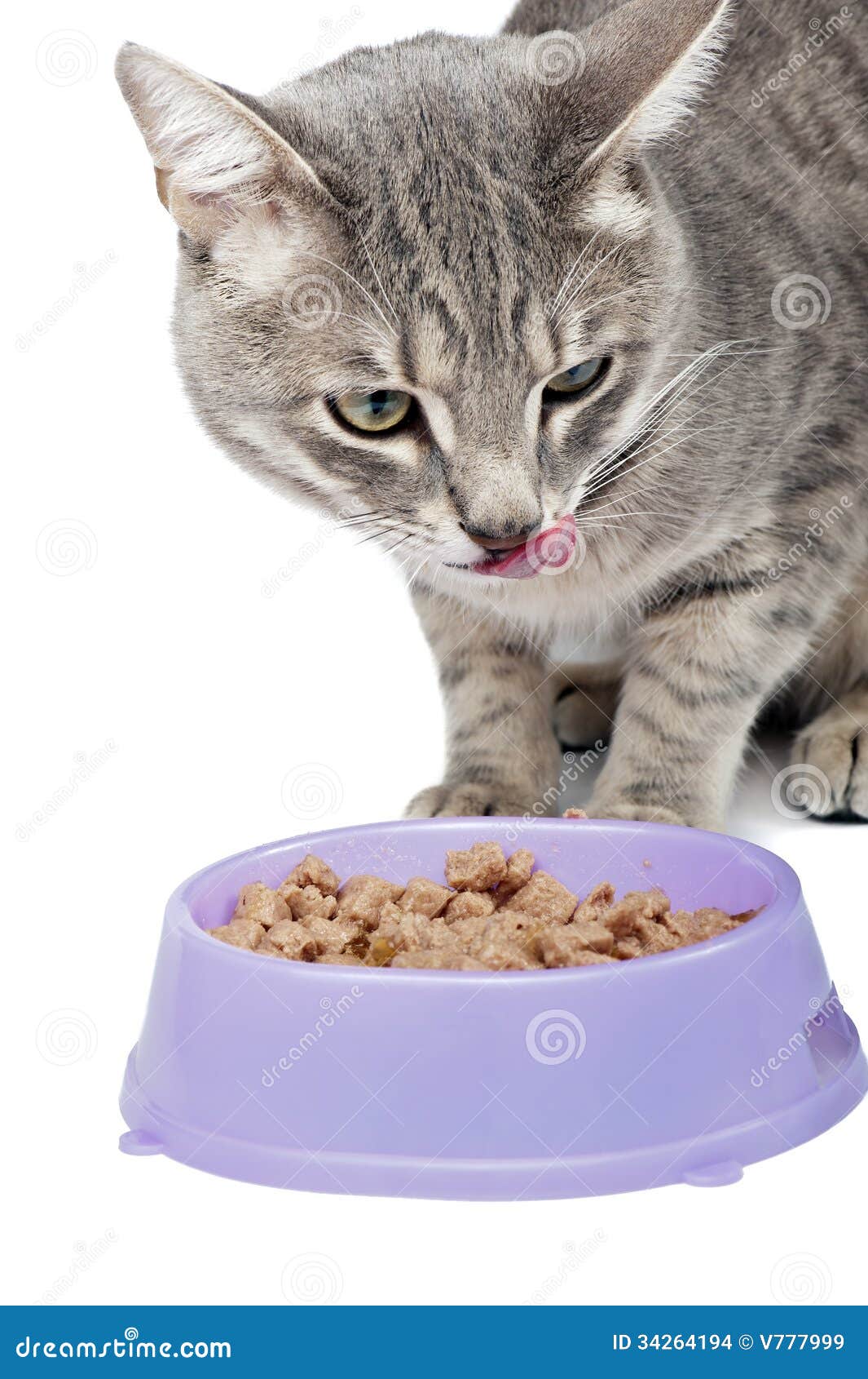 Cat licking lips stock photo. Image of bowl, head, licking 34264194