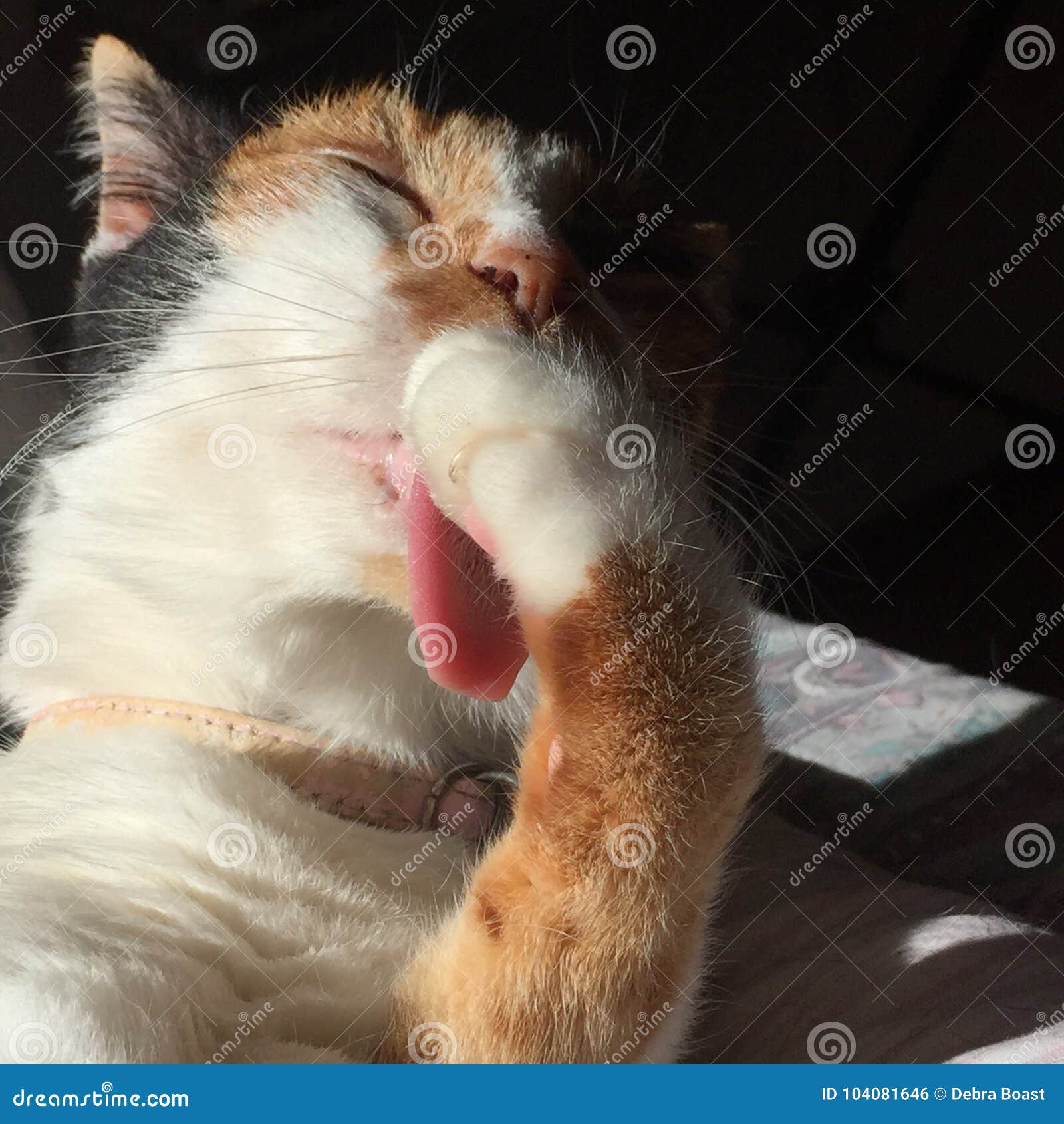 Cat licking paw stock photo. Image of calico, licking 104081646